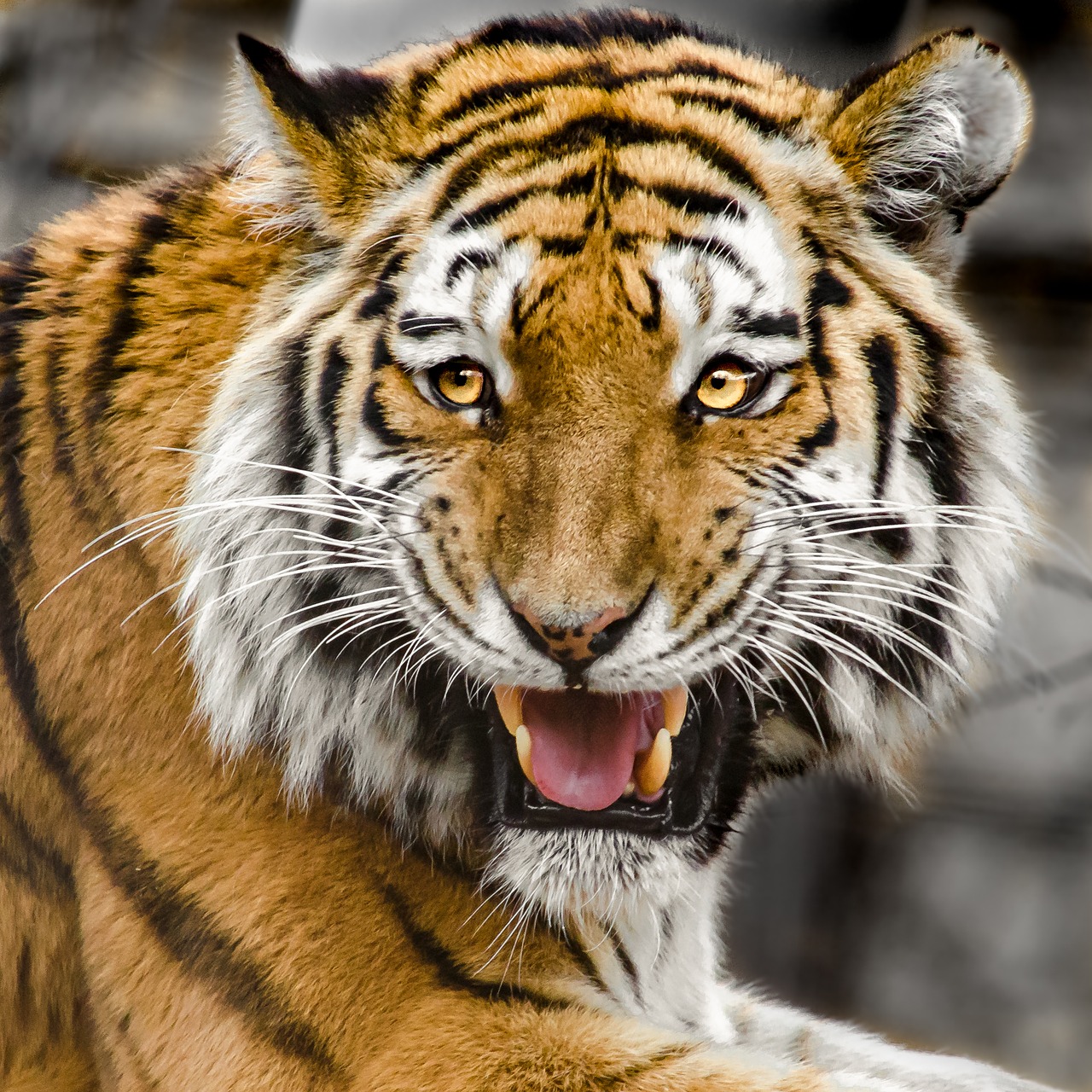 tiger head predator cat free photo