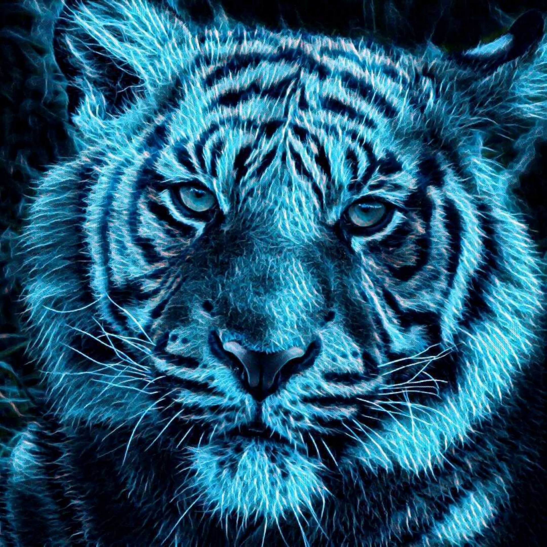 drawing tiger cub free photo