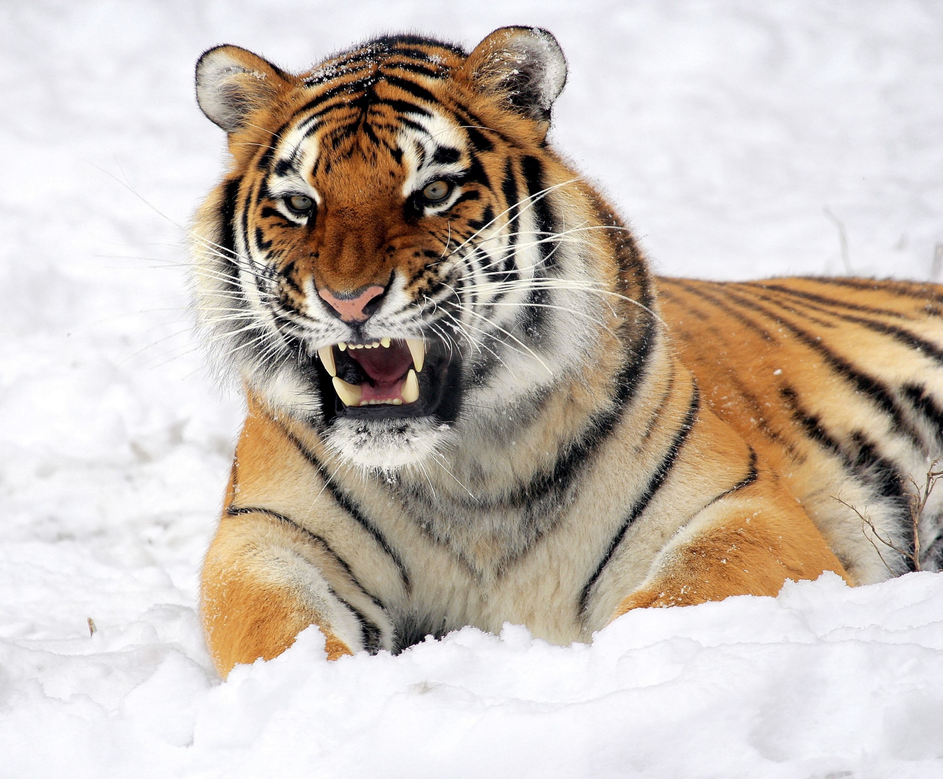 tiger snow growling free photo
