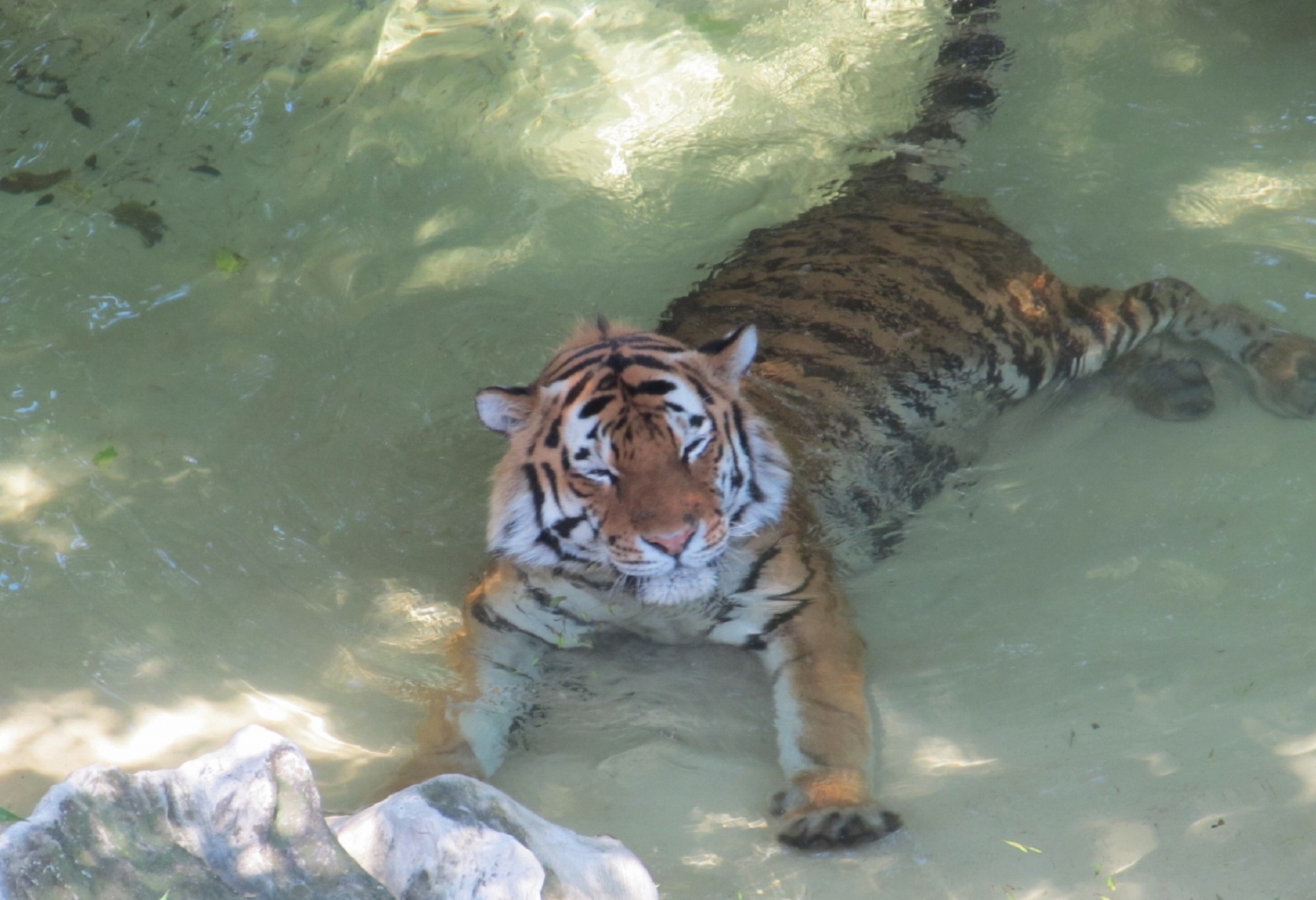 tiger water wildlife free photo