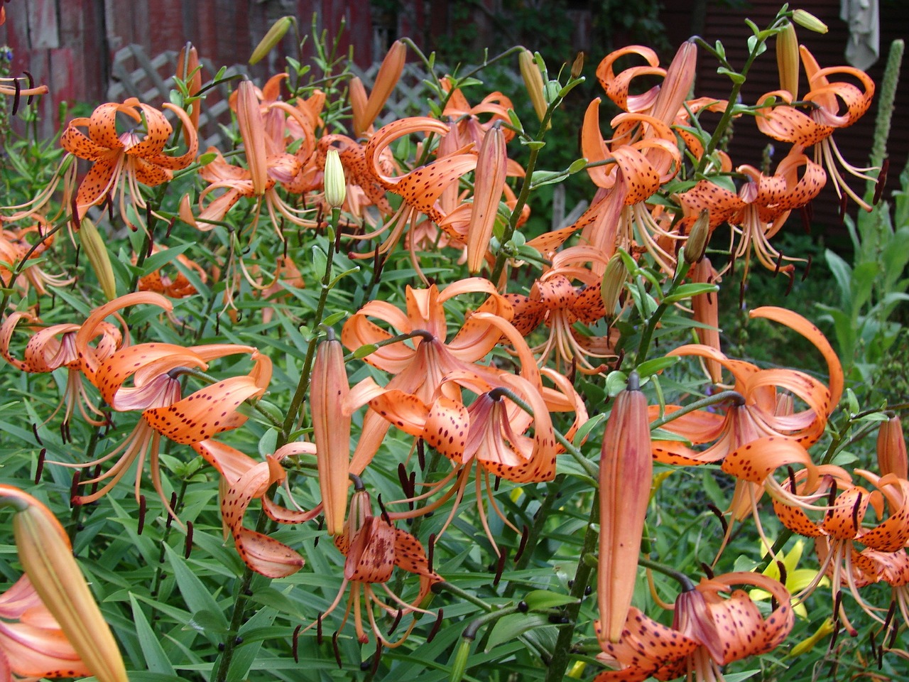 tiger lilies lilies nature free photo