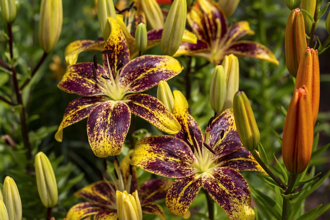 tiger lillies  flowers  lily free photo