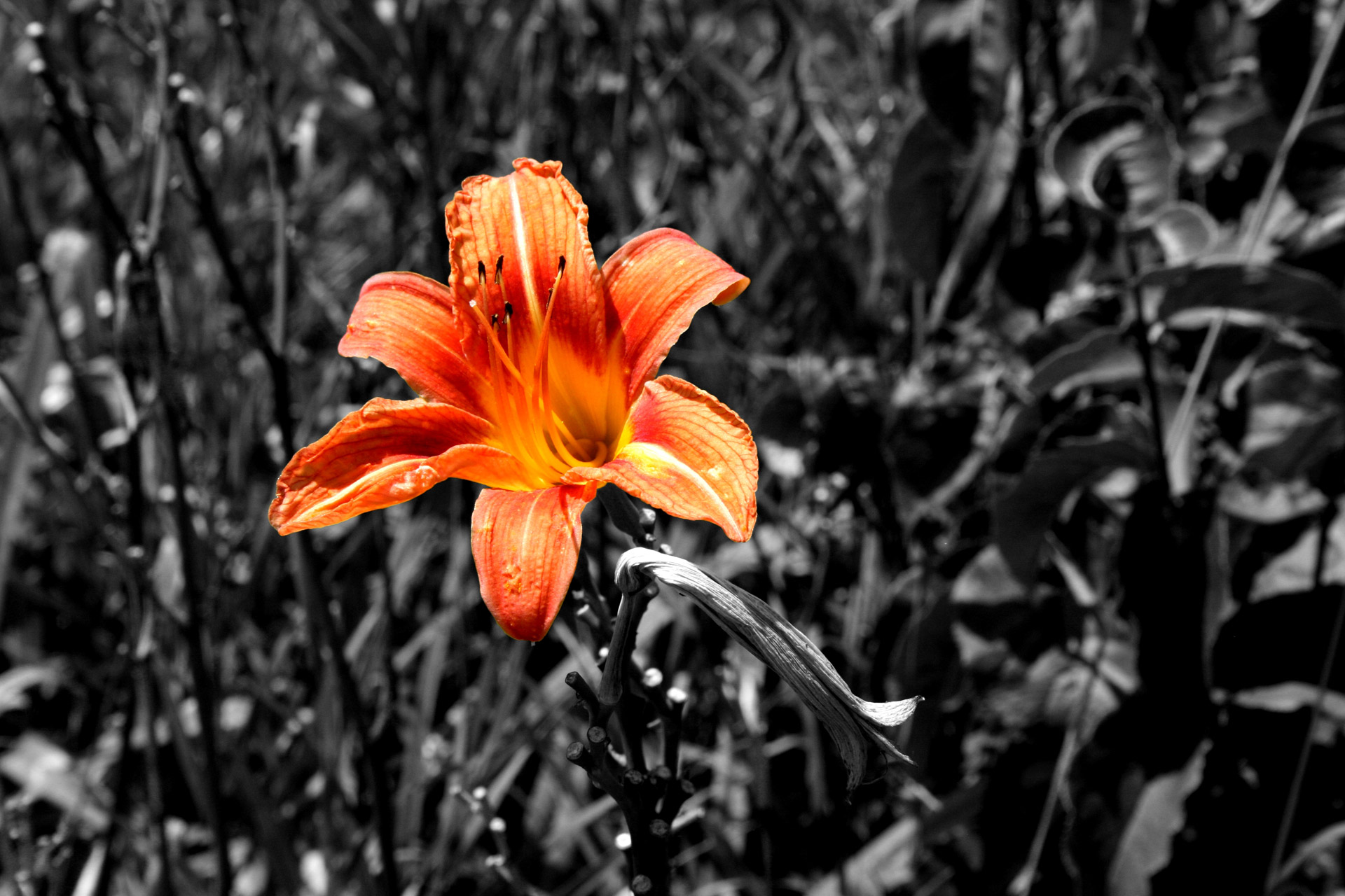 tiger lily color orange free photo
