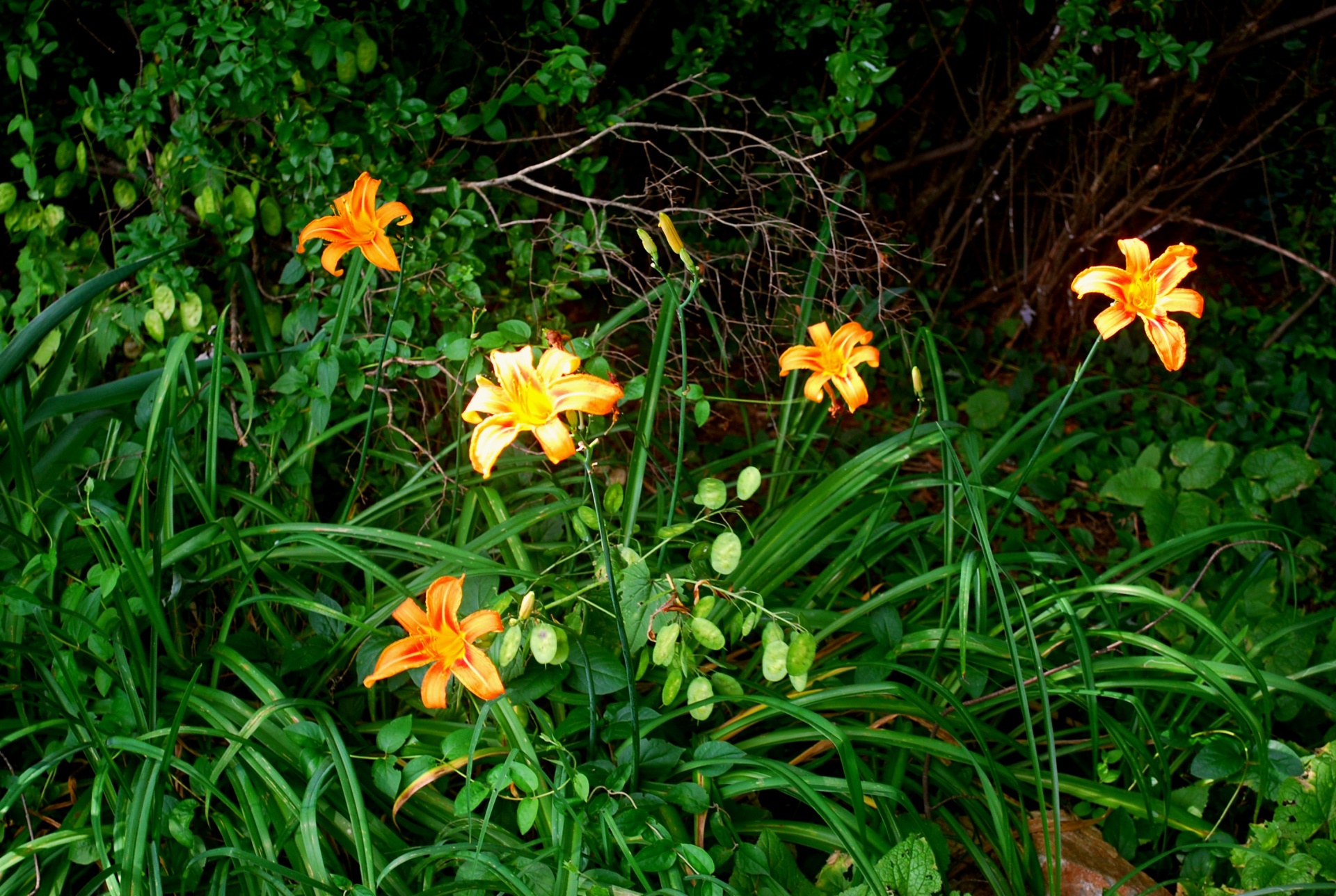 flowers tiger lily lily free photo