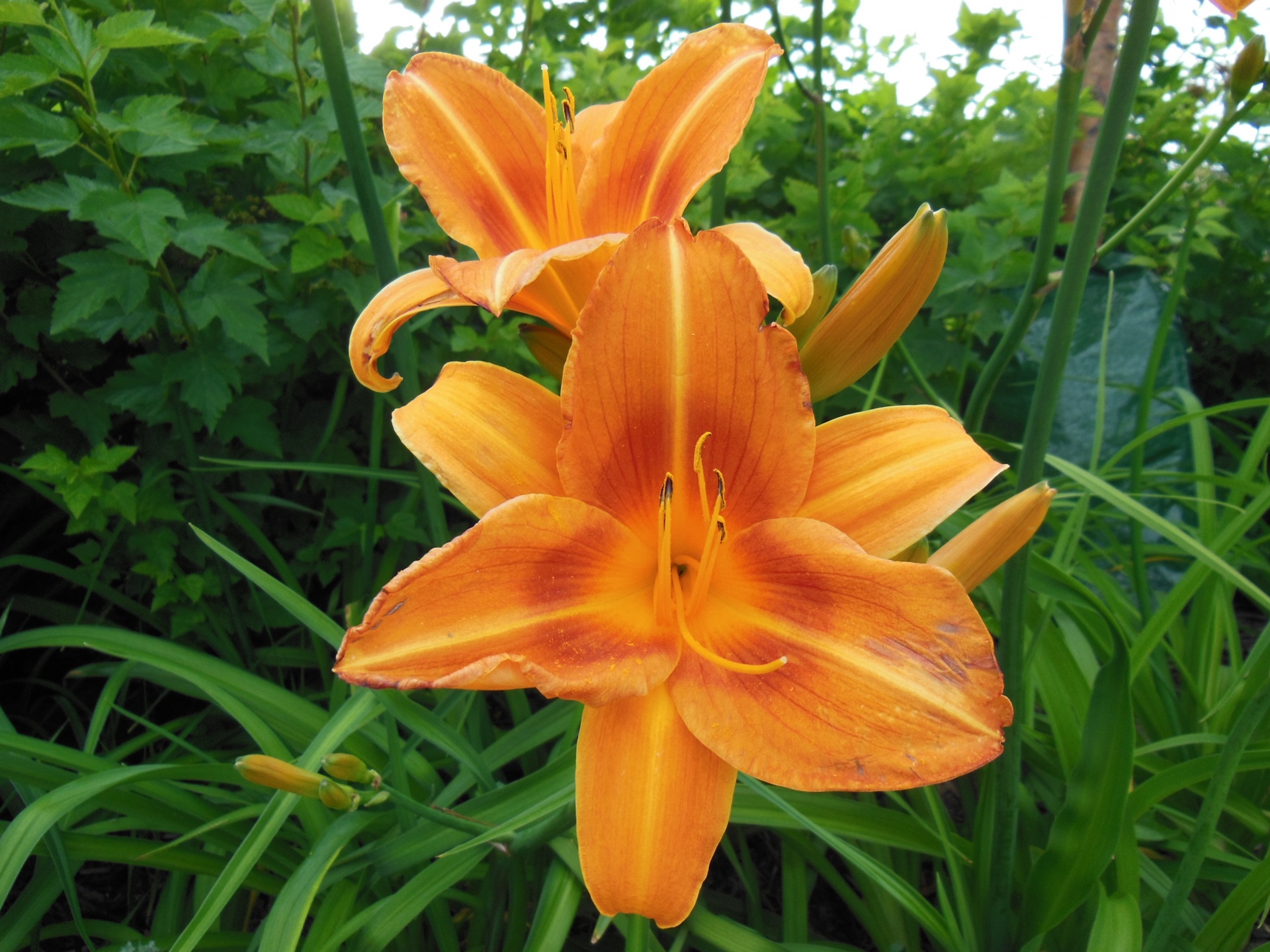 flower tiger lily saskatchewan free photo