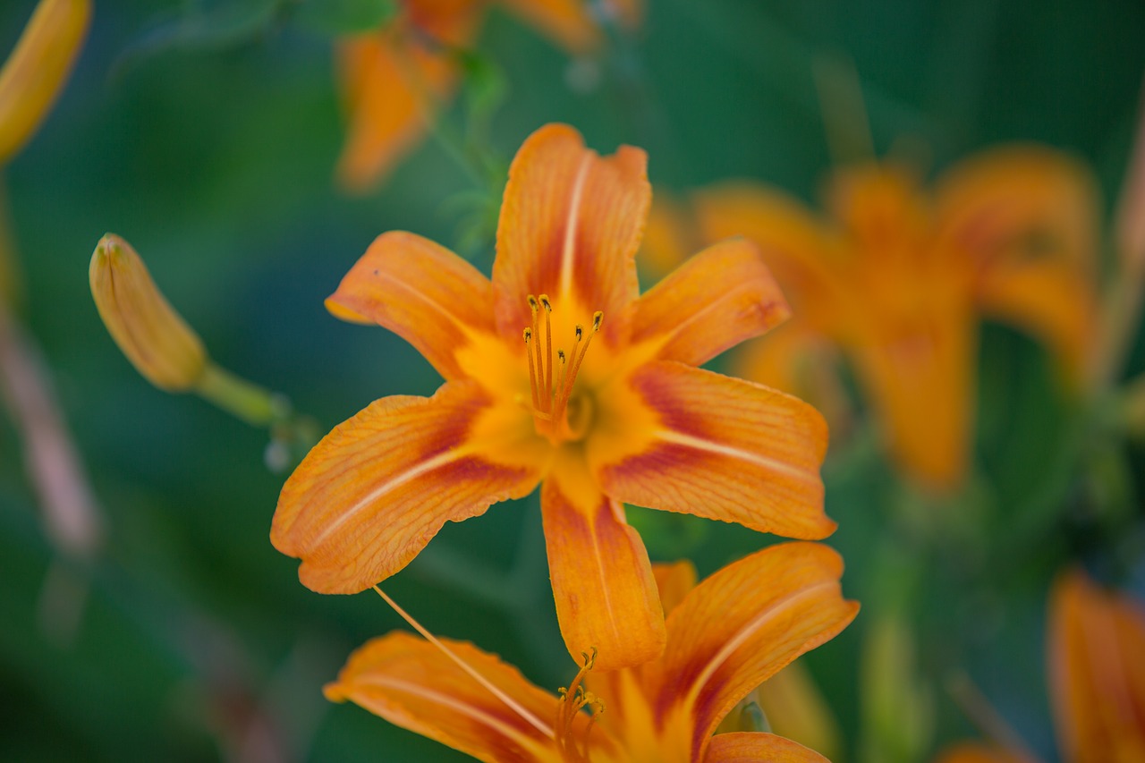 tiger lily flower summer free photo