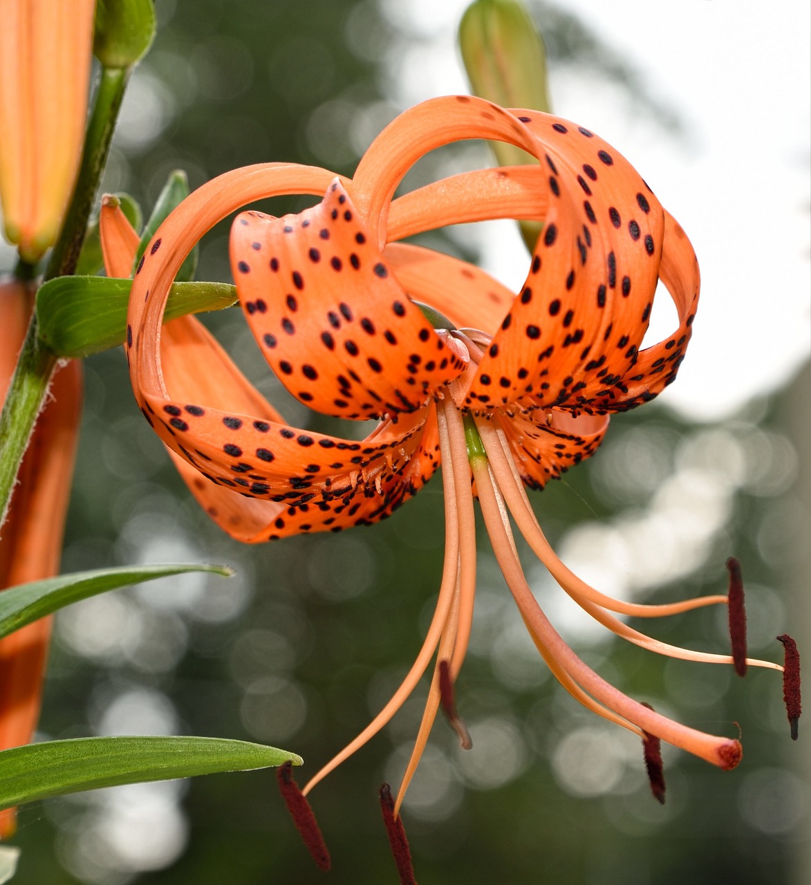 tiger lily lily flower free photo