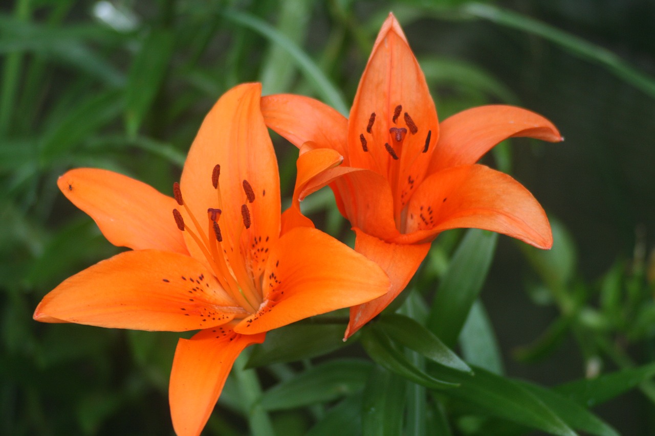 tiger lily,flower,lily,plant,garden - free photo from needpix