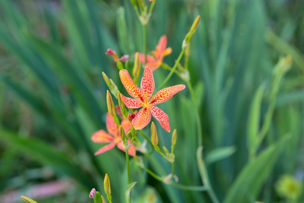 tiger lily  flower  or free photo