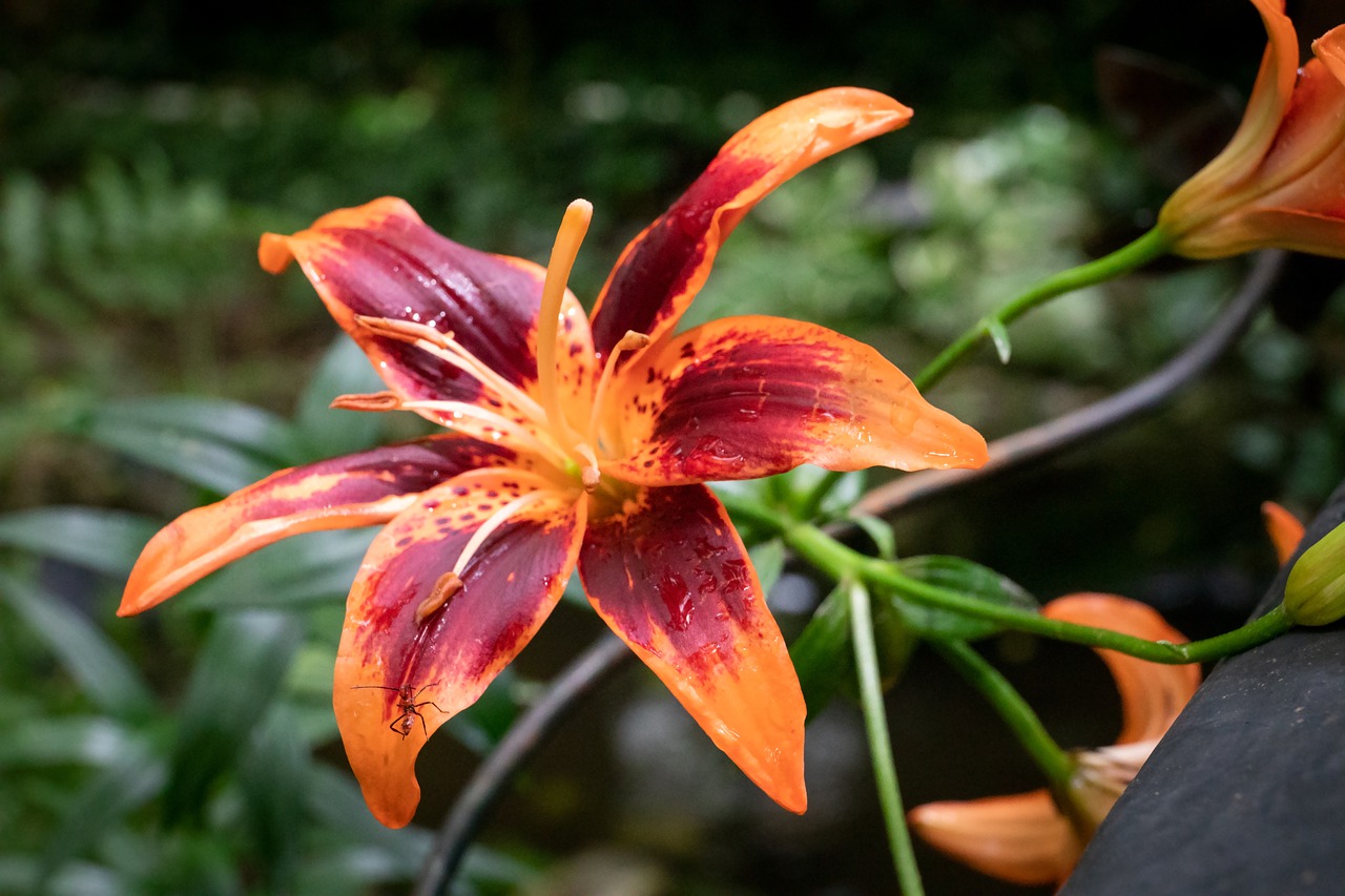 tiger lily  flower  lily free photo