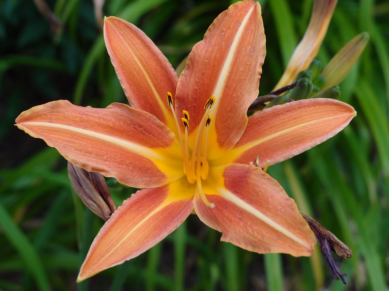 tiger lily flower orange free photo