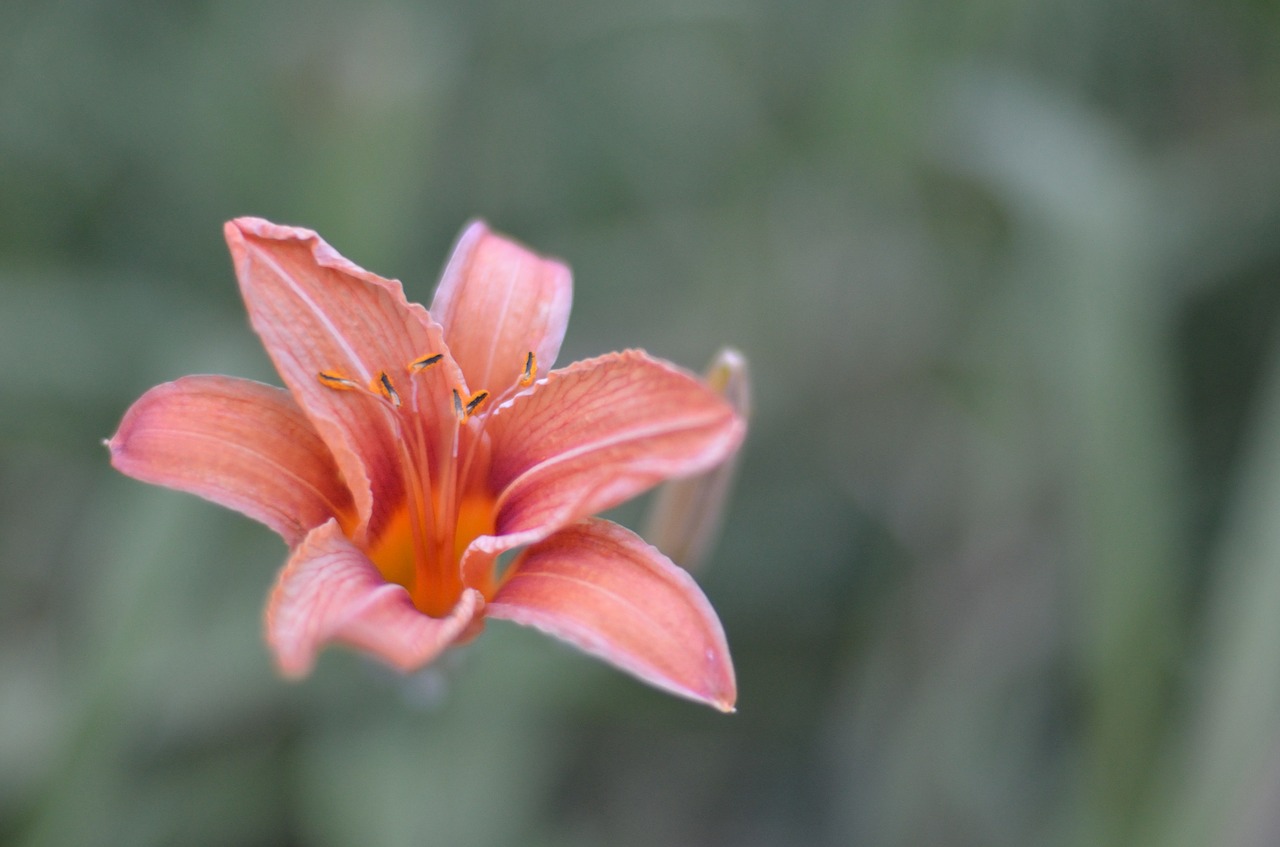 tiger lily flower nature free photo