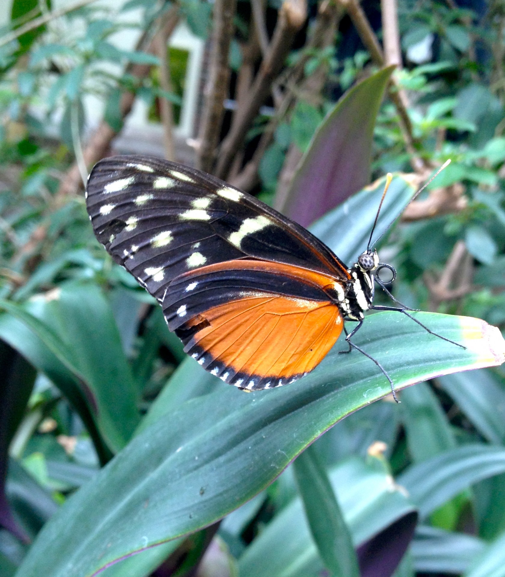 tiger long-wing butterfly free photo