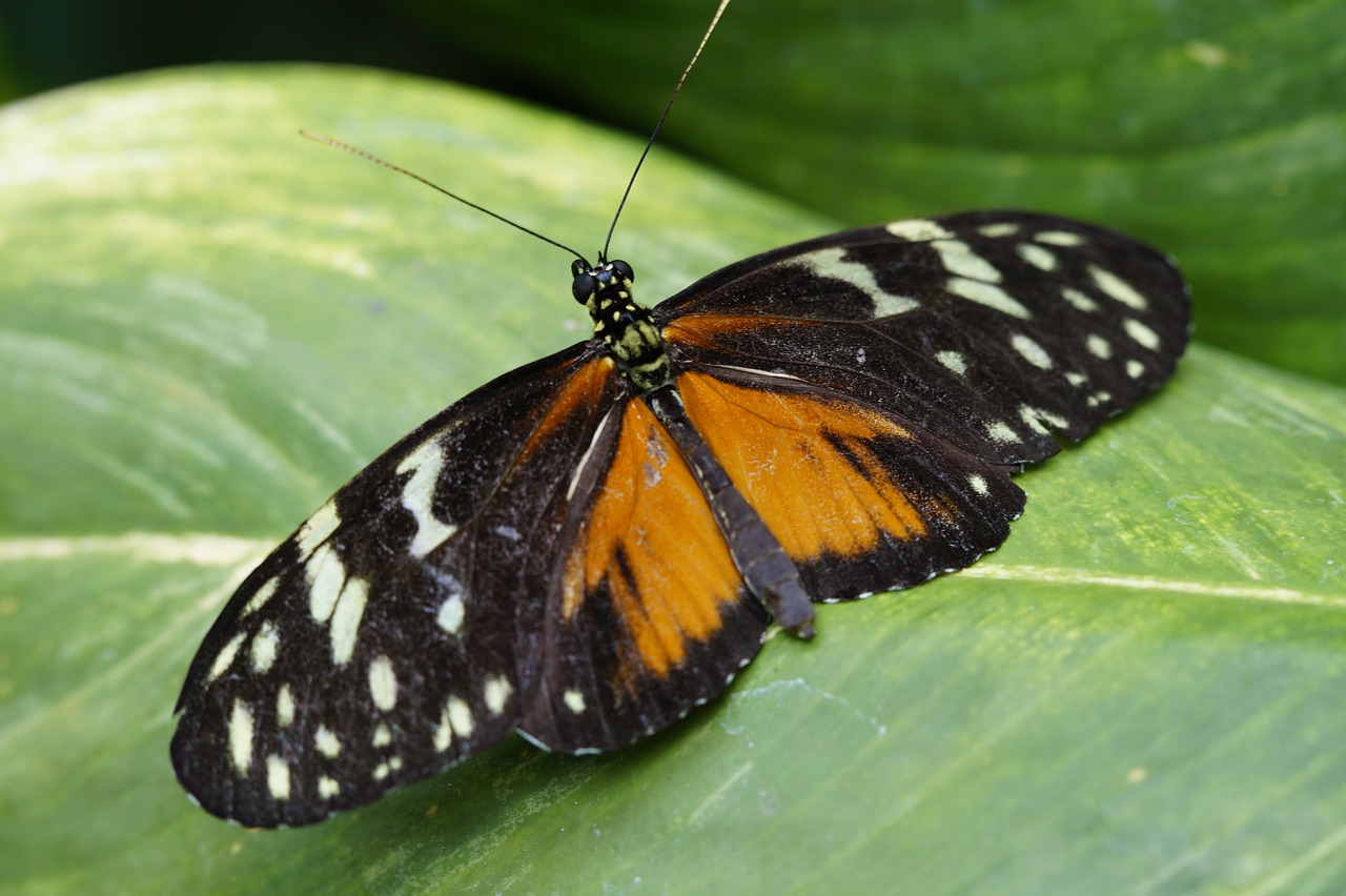 tiger longwing butterfly tropical free photo