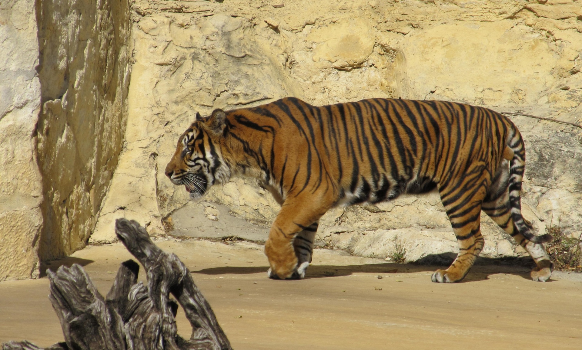 sumatran tiger feline big cat free photo