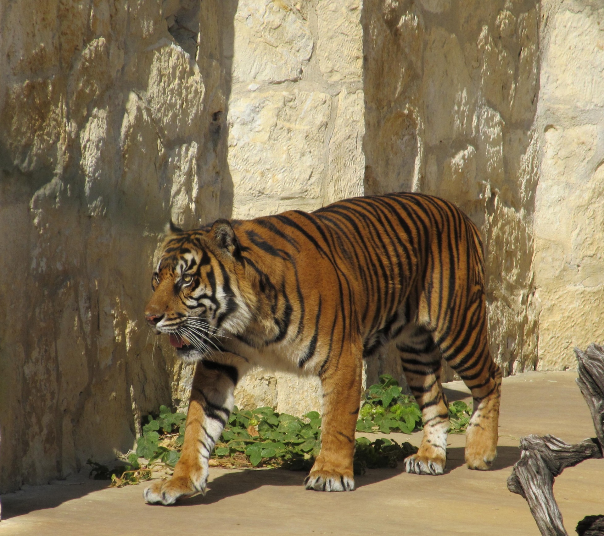 tiger big cat stripes free photo