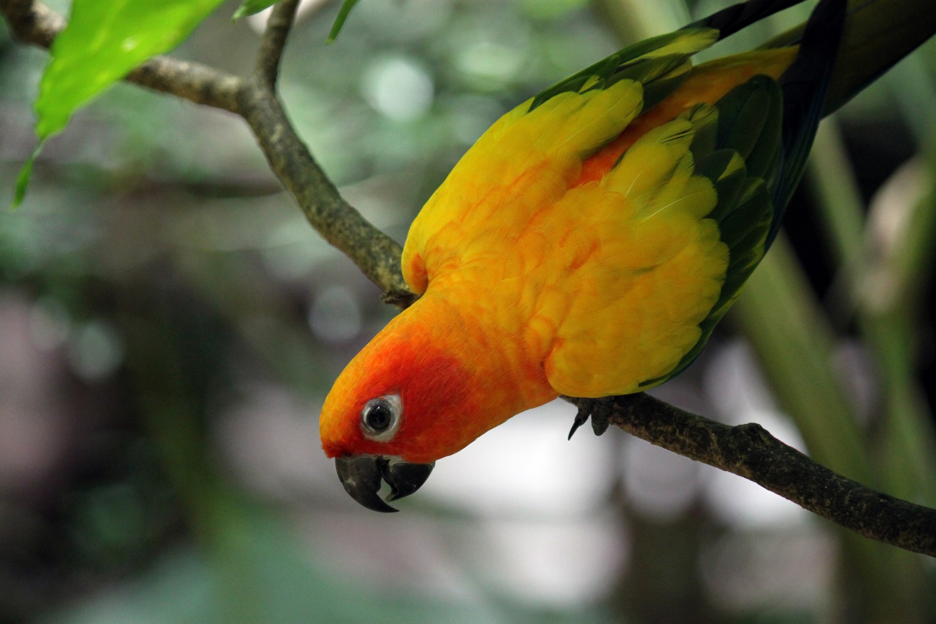 tiger parrot from free photo