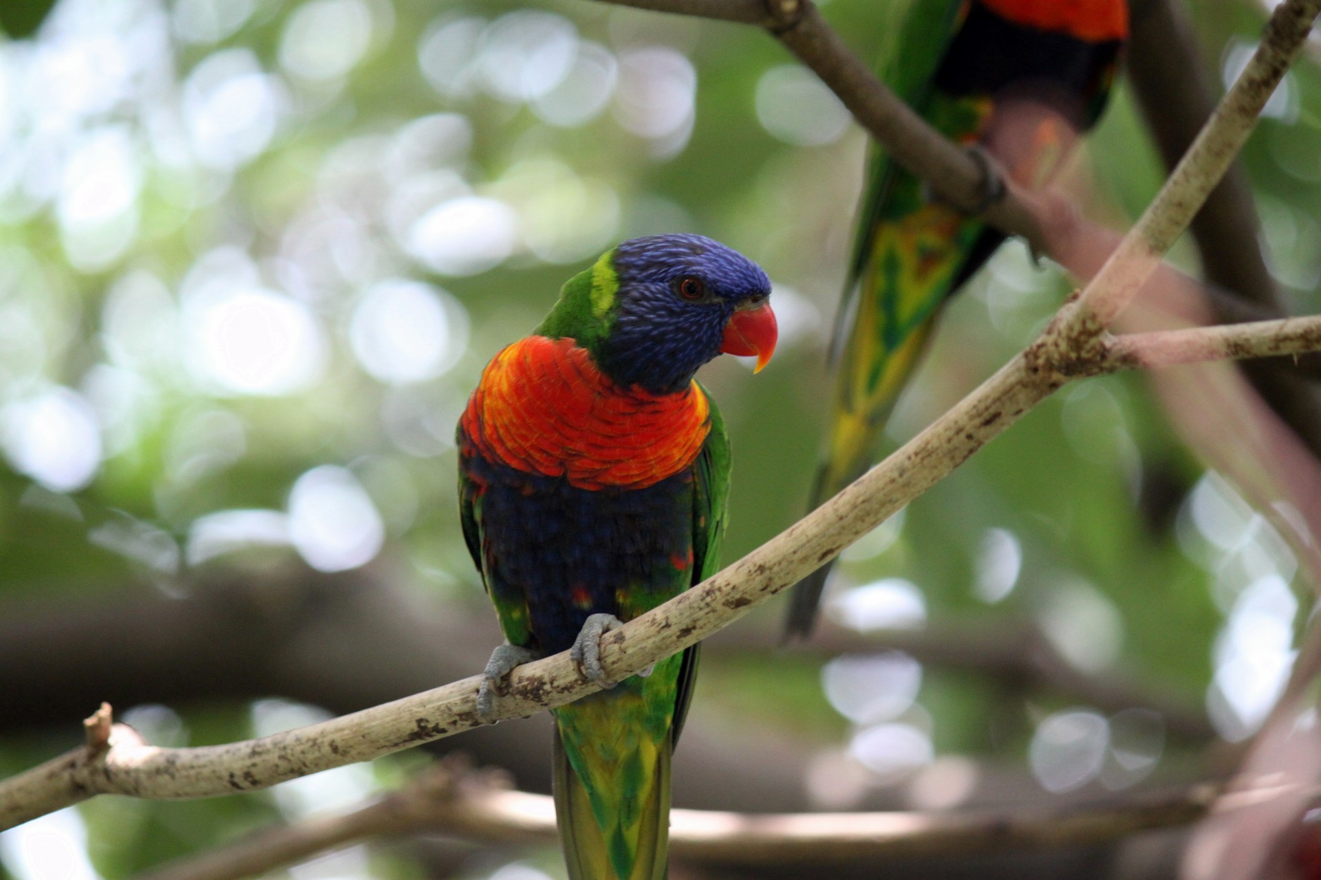 tiger parrot jurong free photo