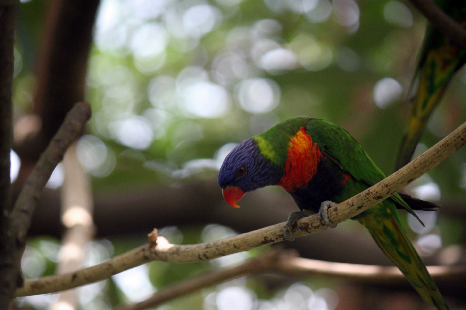 tiger parrot jurong bird park snigapore tiger parrot in jurong bird park free photo