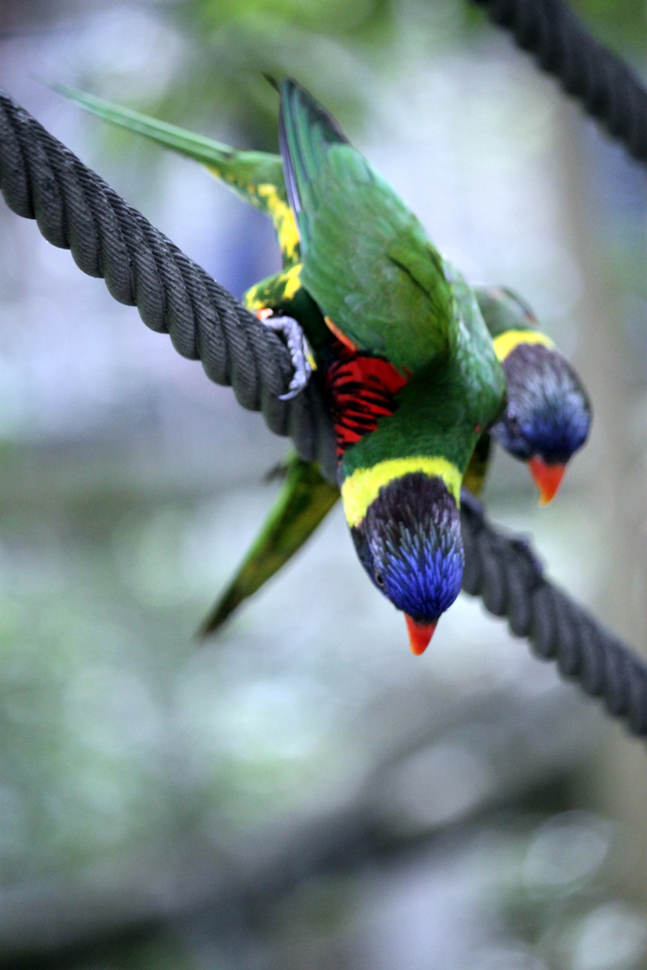 tiger parrot looking free photo