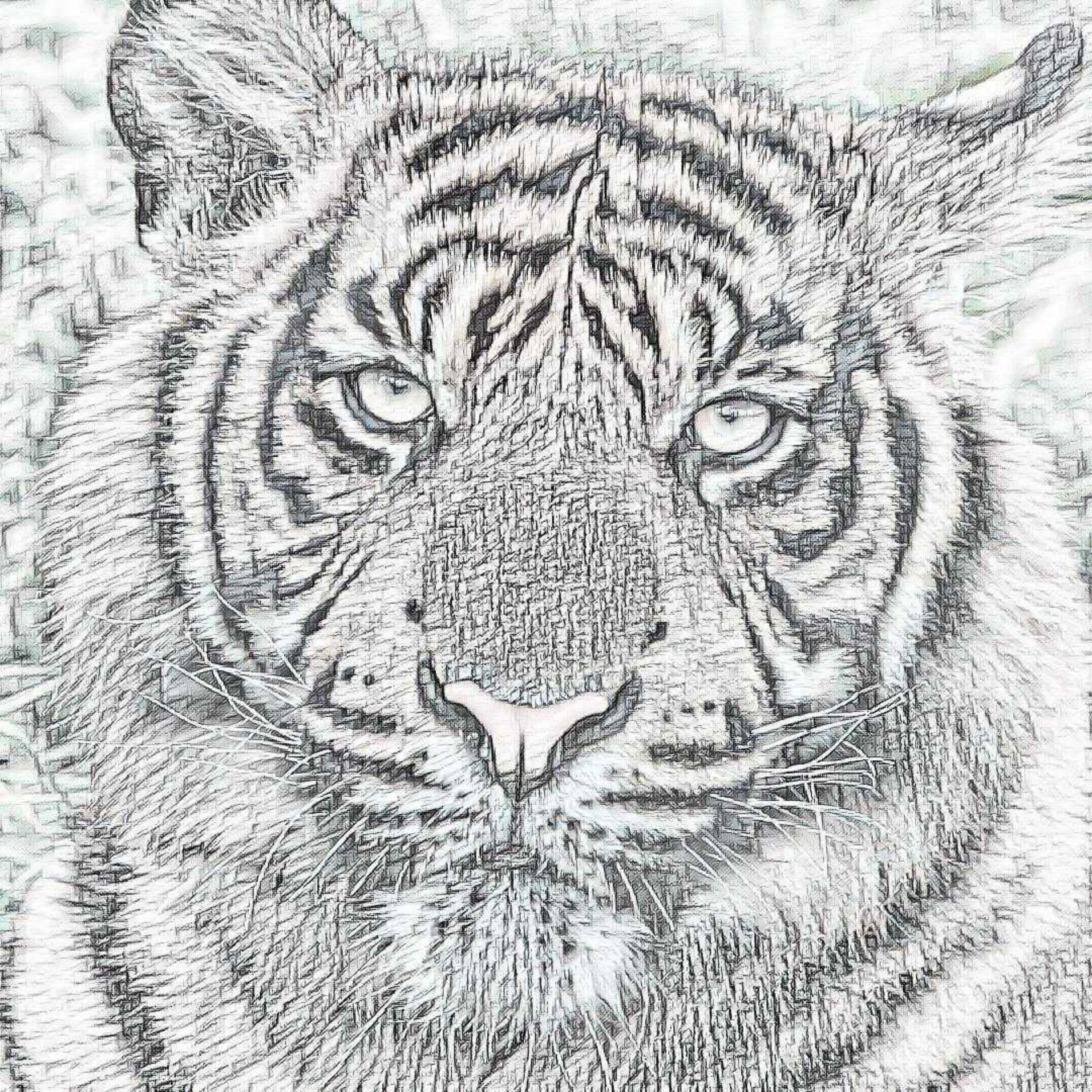 tiger cub pencil free photo
