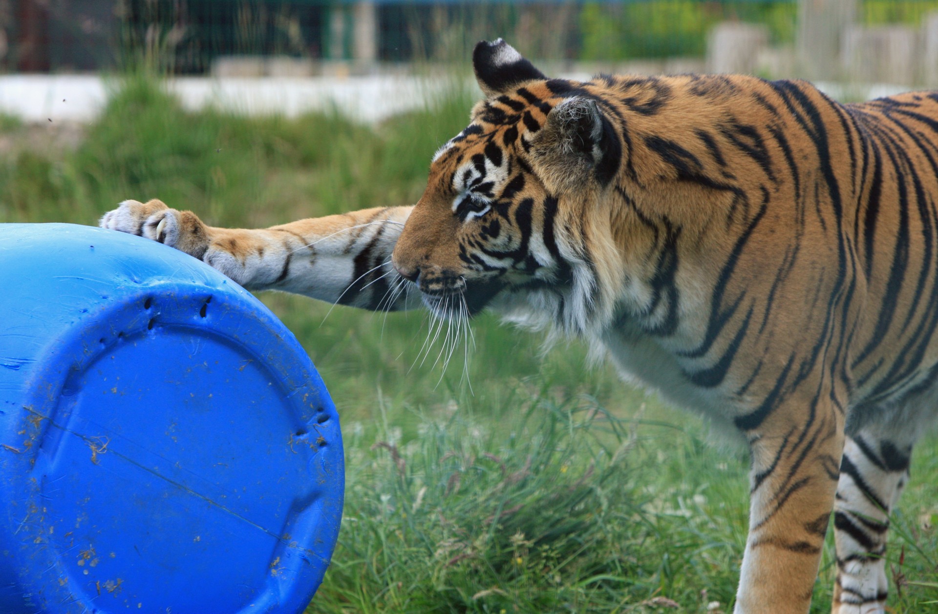 Помидоры сибирский тигр фото