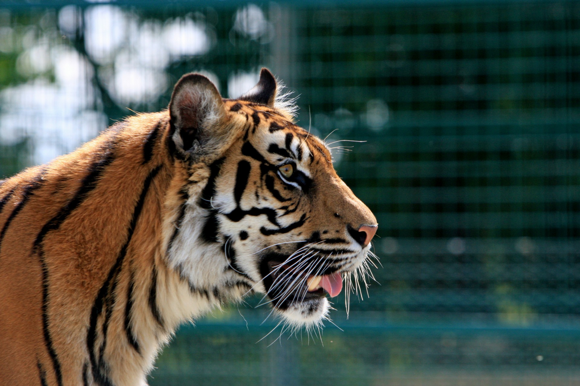 tiger portrait close-up free photo