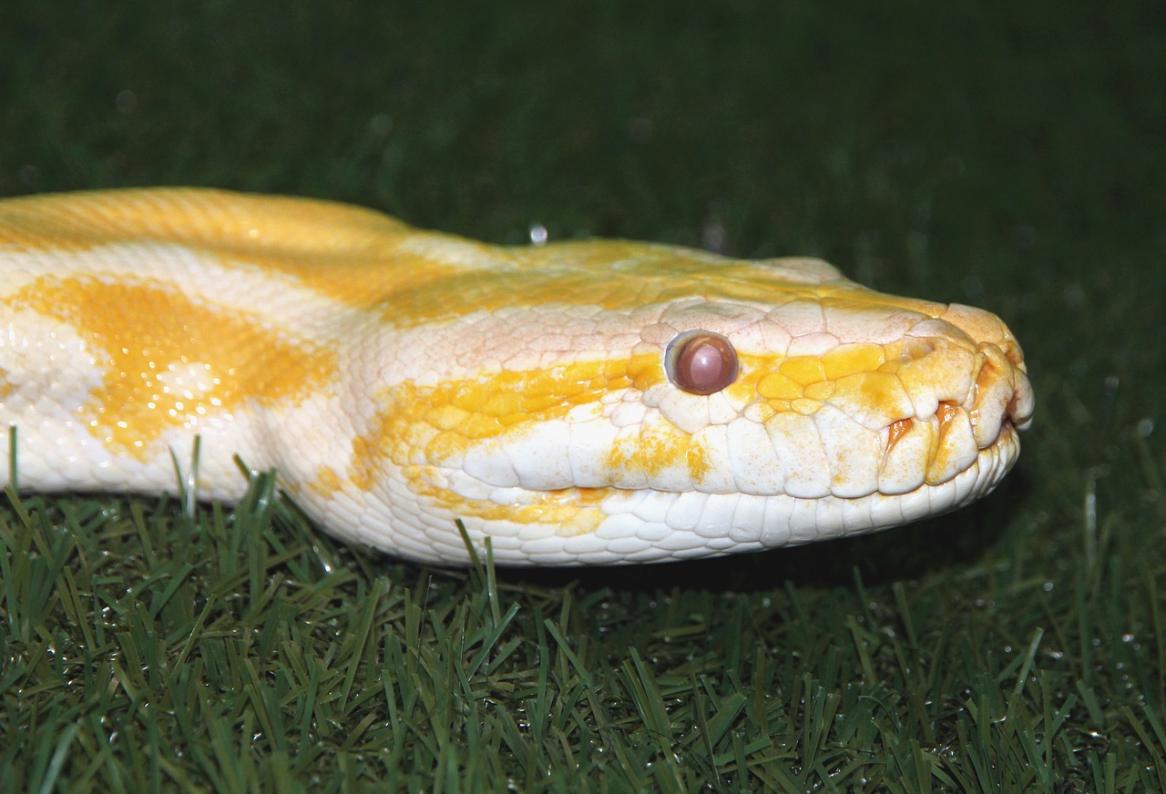 tiger python python move albino free photo