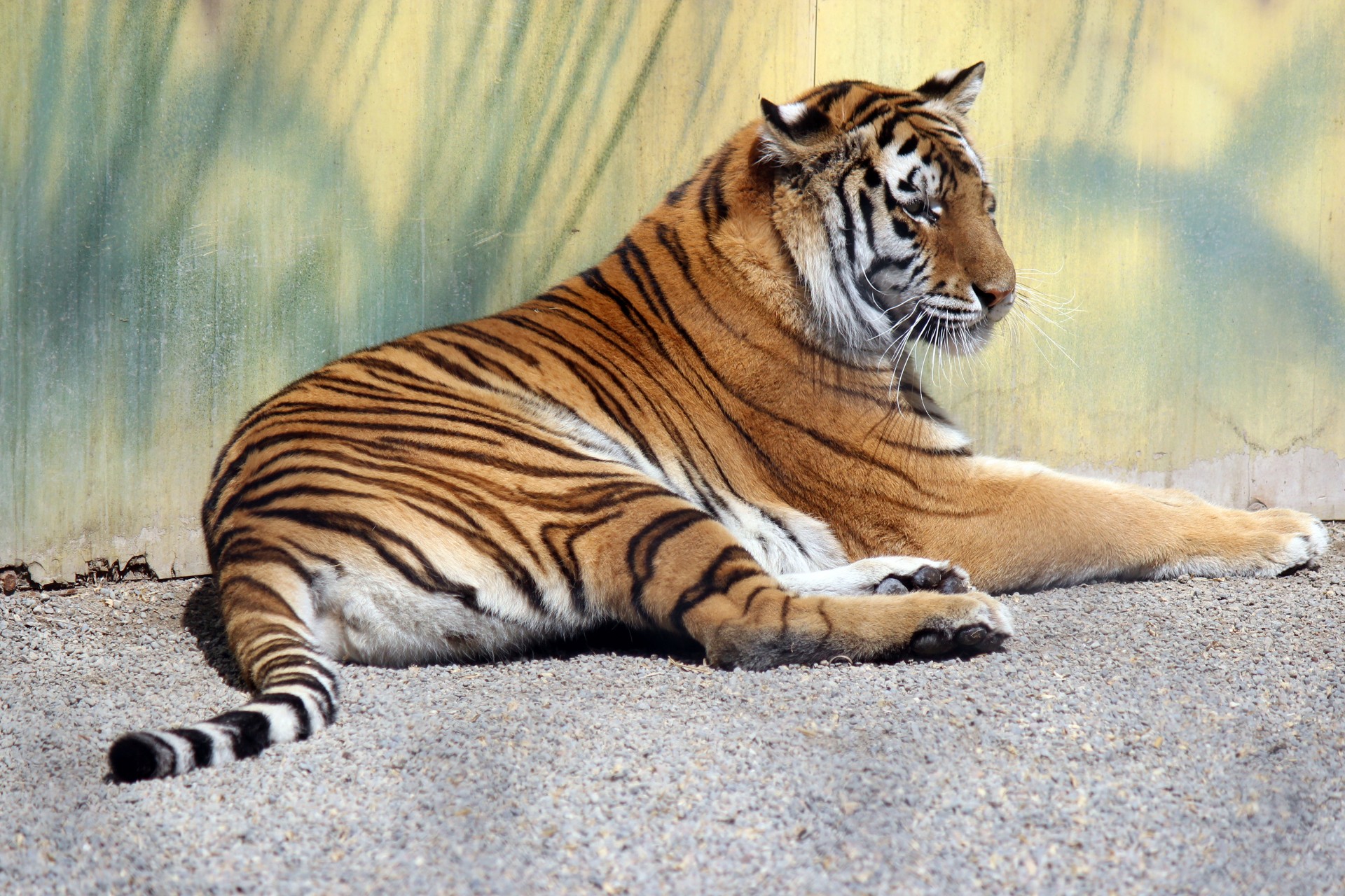 tiger resting laying down free photo