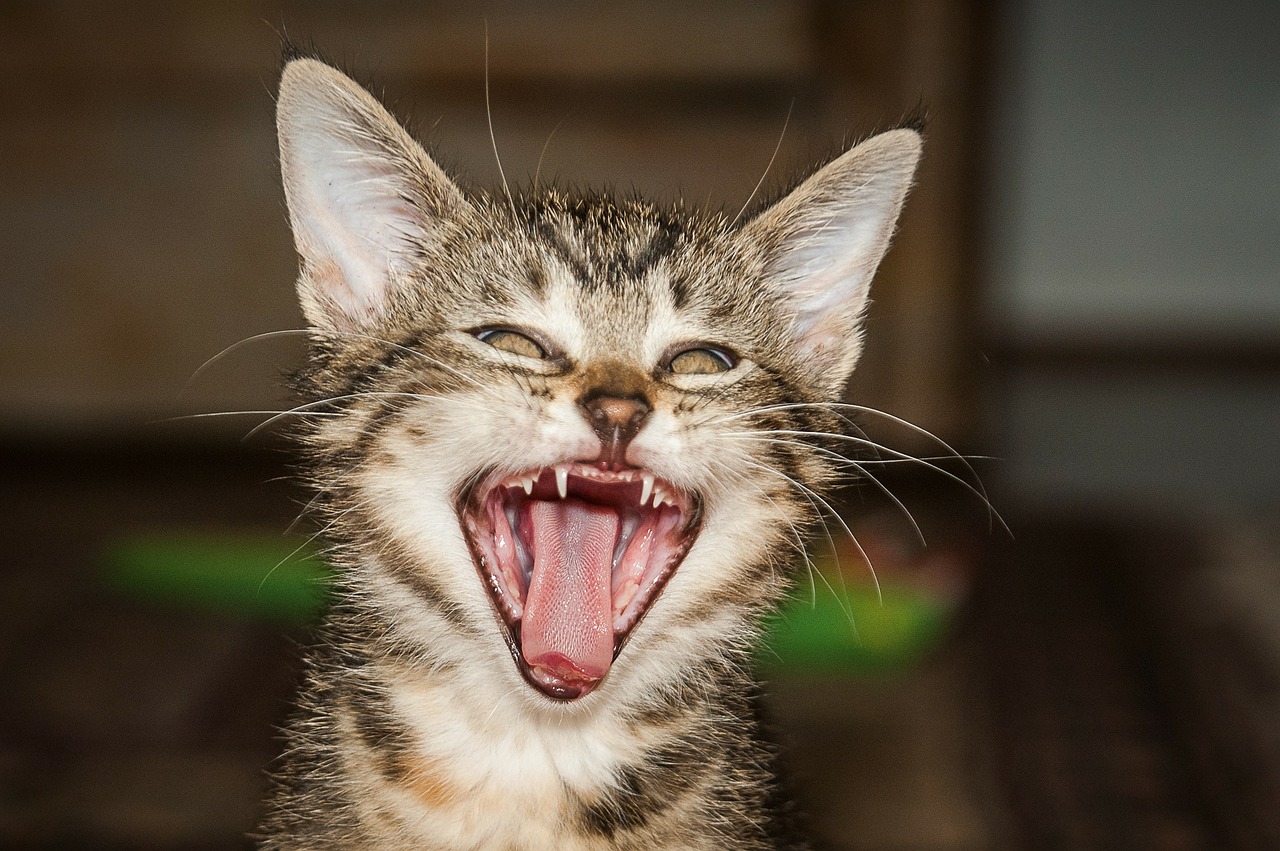tiger room cat yawn free photo