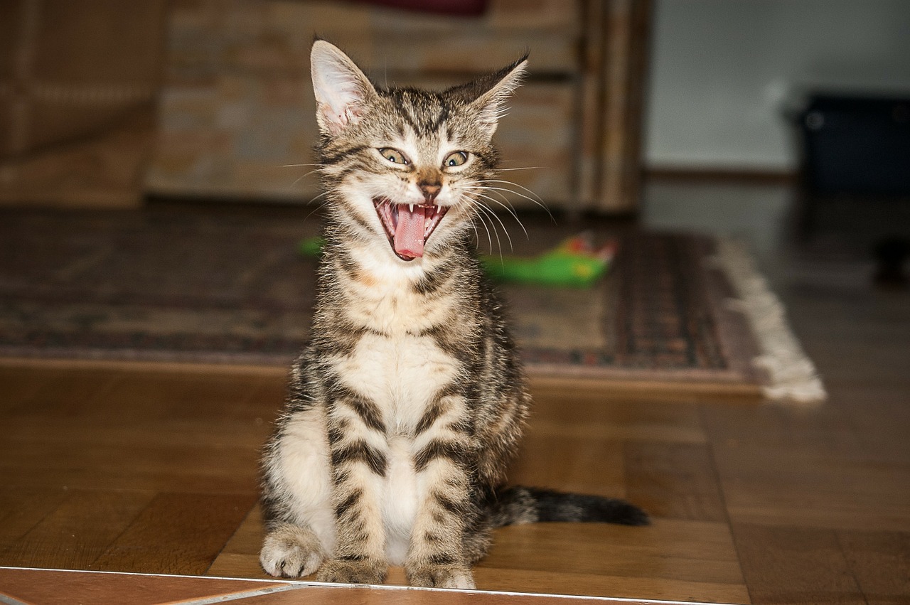 tiger room cat yawn free photo