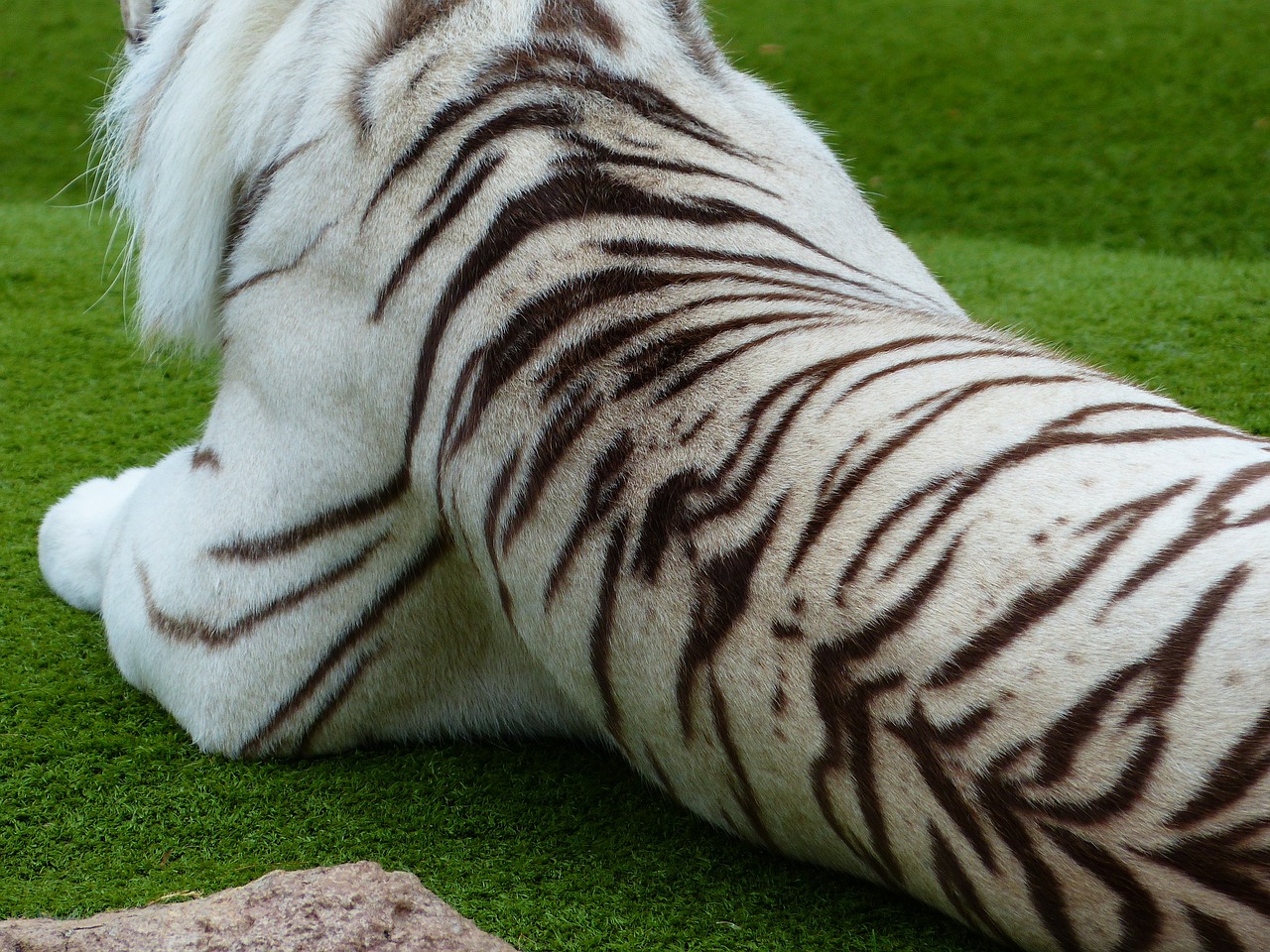 tiger skin fur drawing free photo