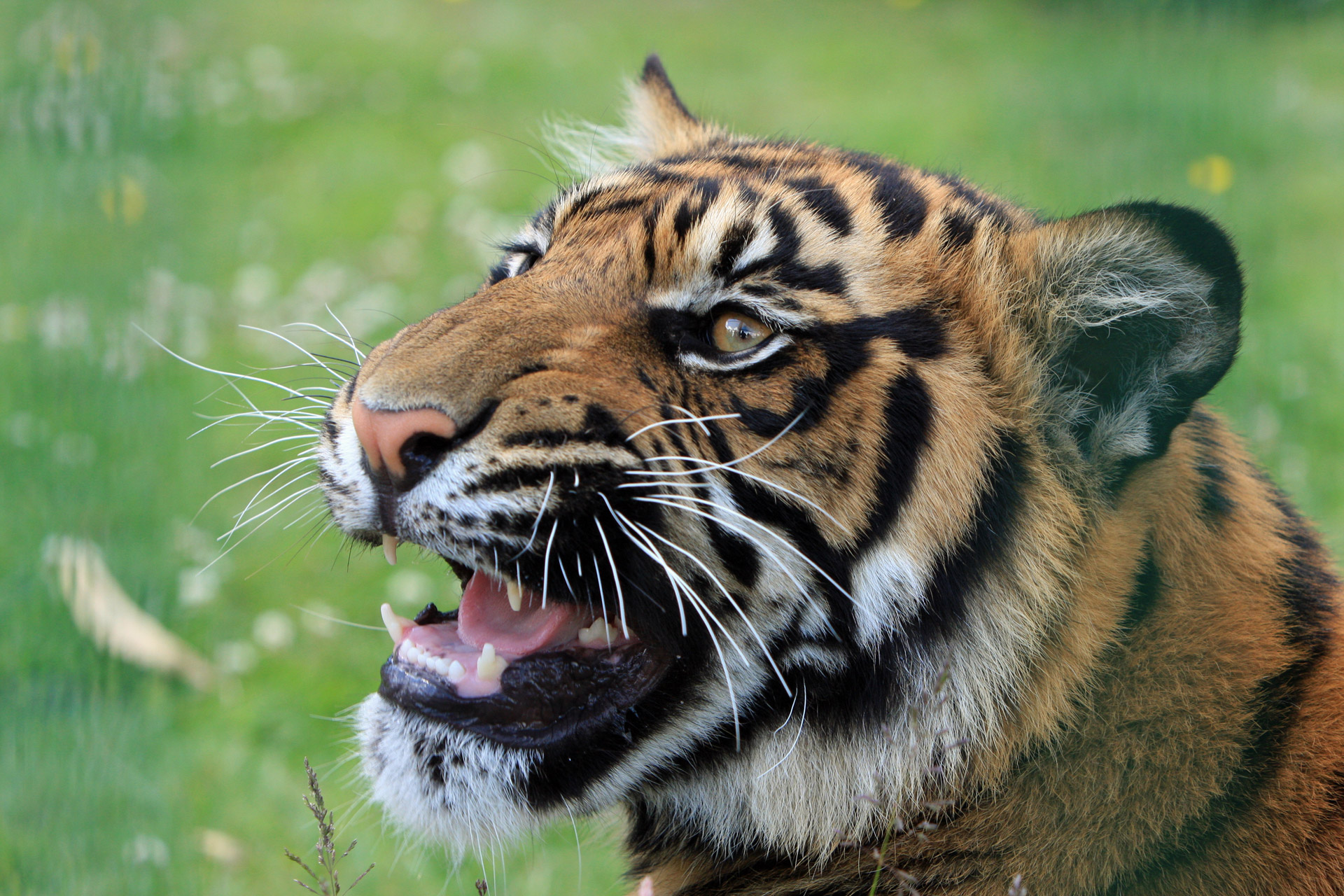 tiger snarling close-up free photo