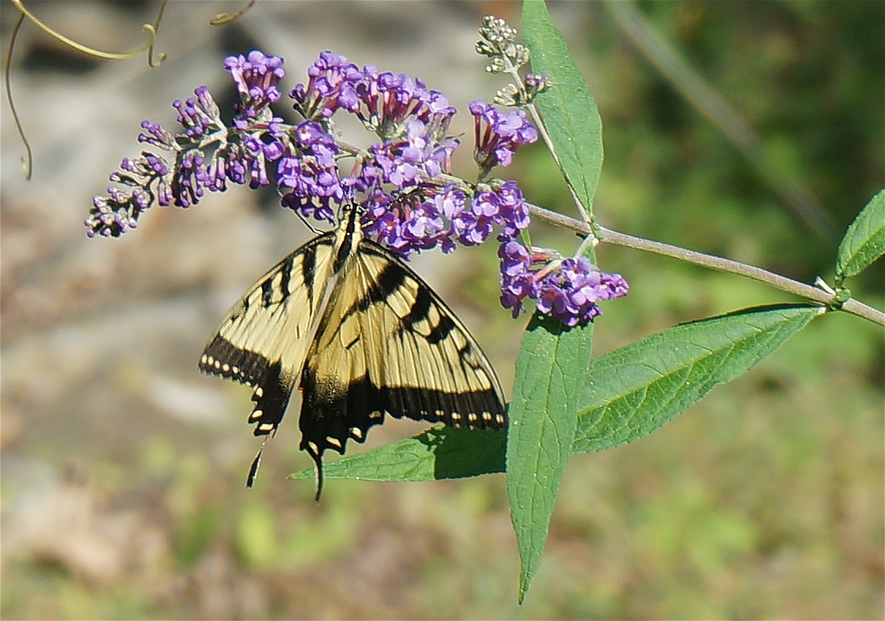 tiger swallowtail butterfly bush butterfly free photo