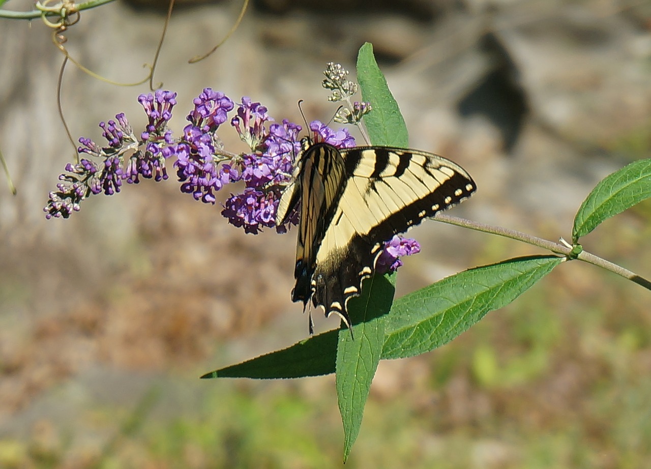 tiger swallowtail butterfly bush butterfly free photo