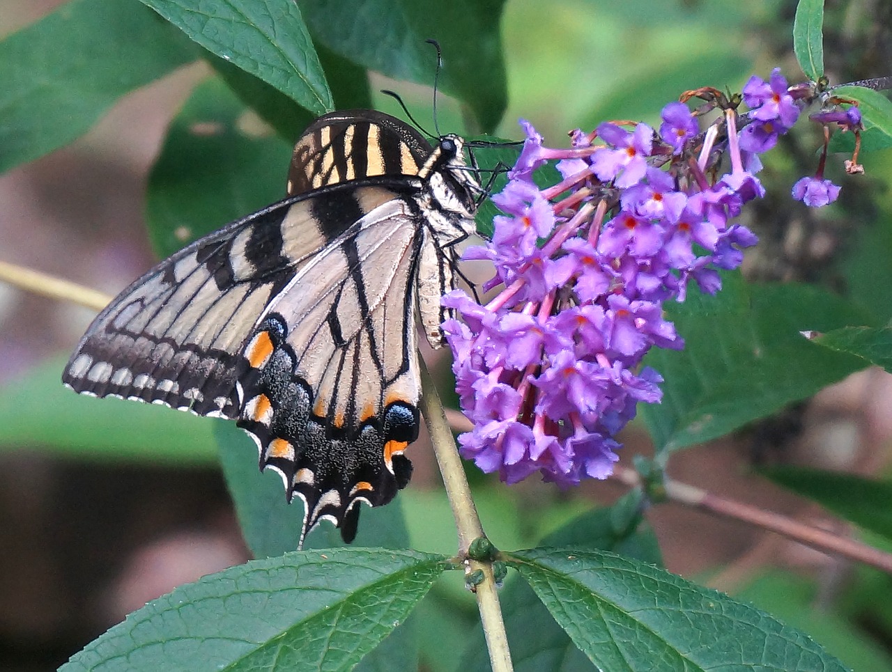 tiger swallowtail butterfly bush butterfly free photo