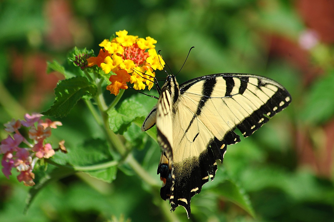 tiger swallowtail butterfly swallowtail free photo