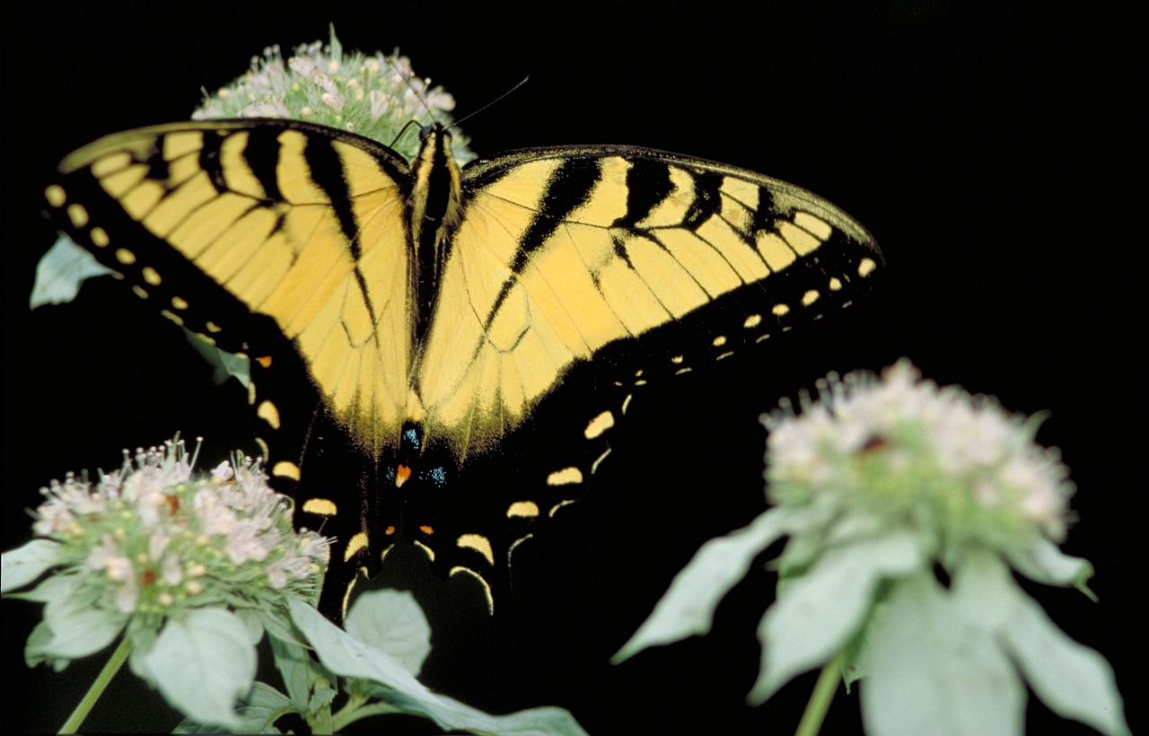 tiger swallowtail butterfly plant free photo