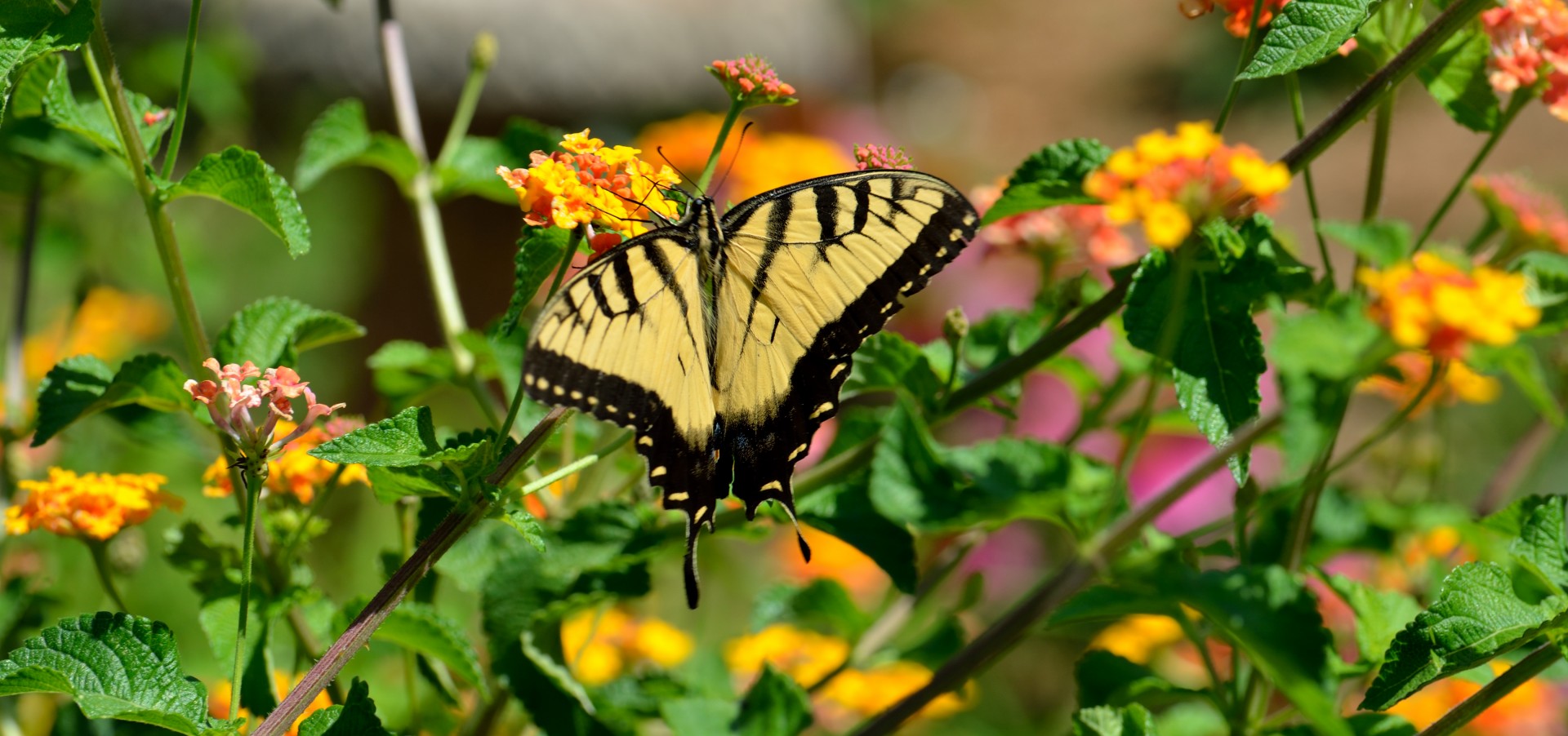 butterfly insect tiger swallowtail free photo