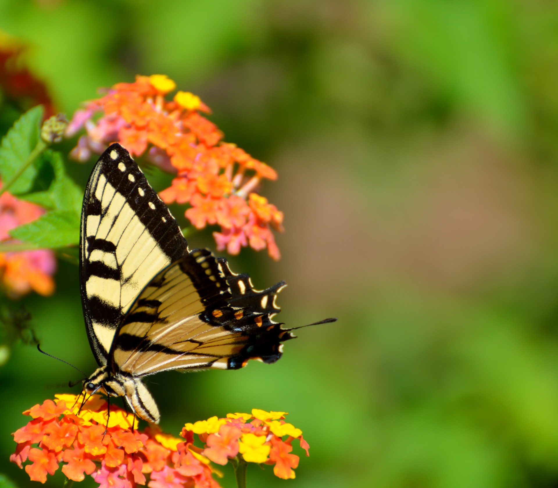 tiger swallowtail butterfly nature free photo