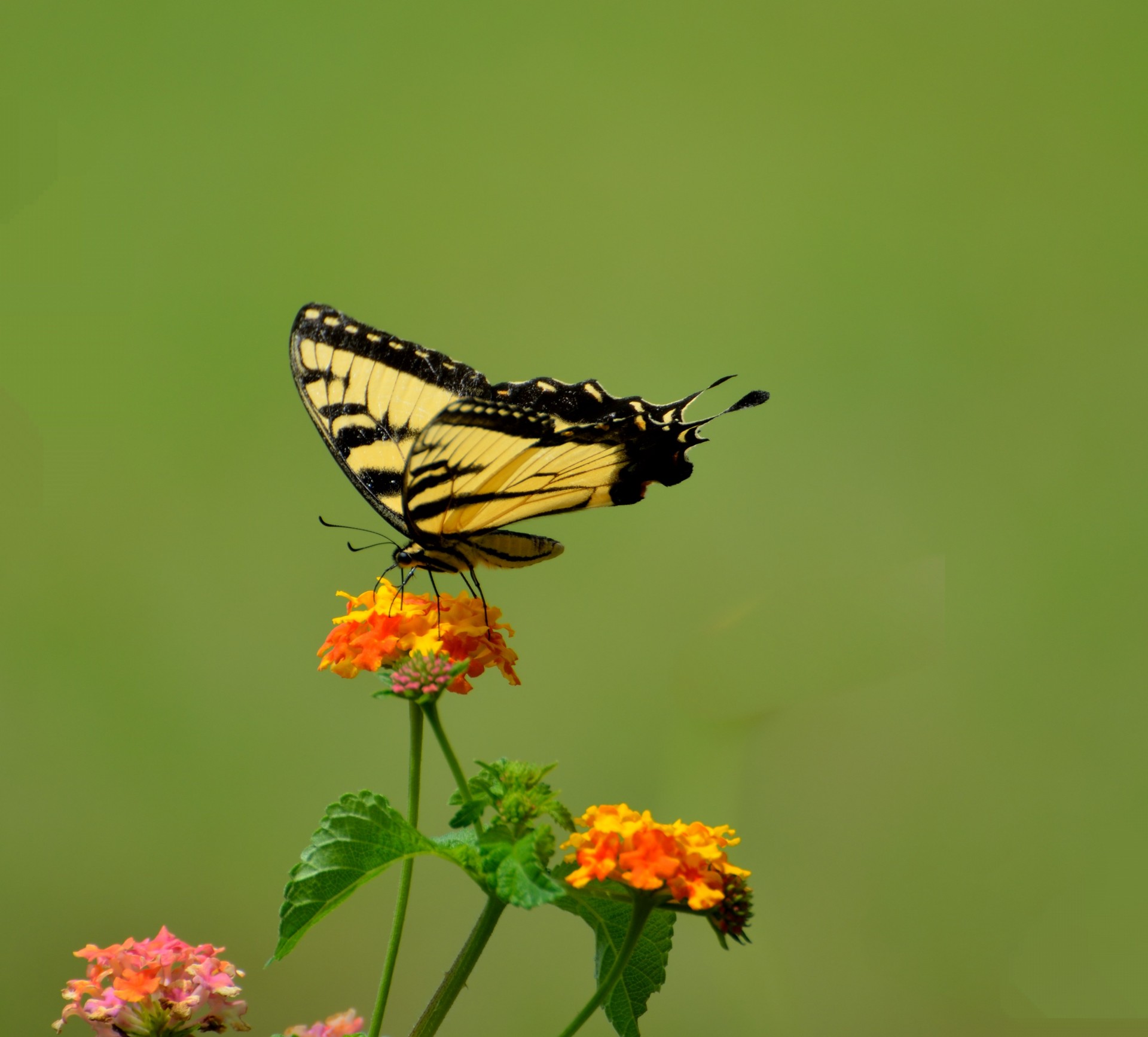 tiger closeup isolated free photo