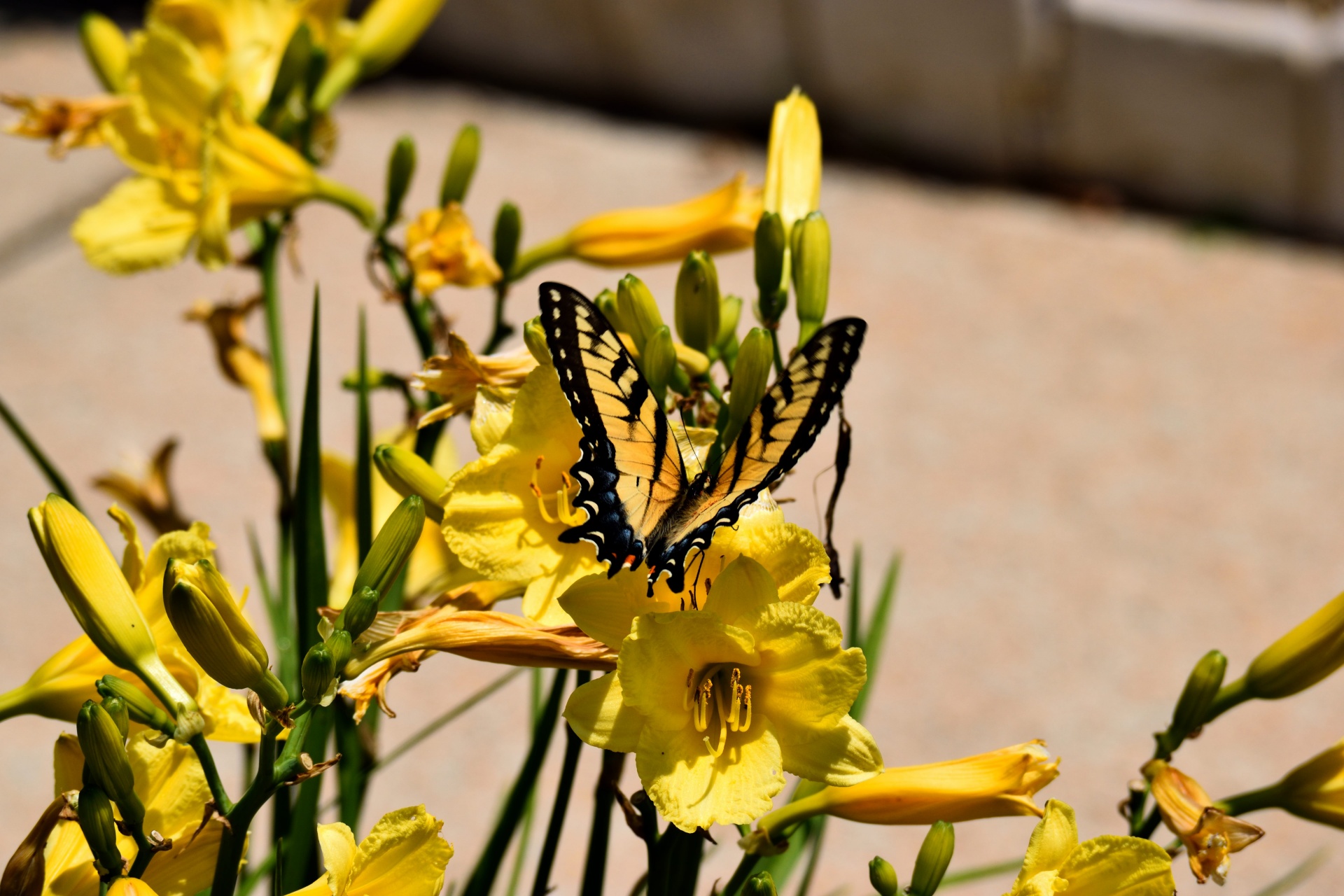 tiger swallowtail butterfly insect free photo