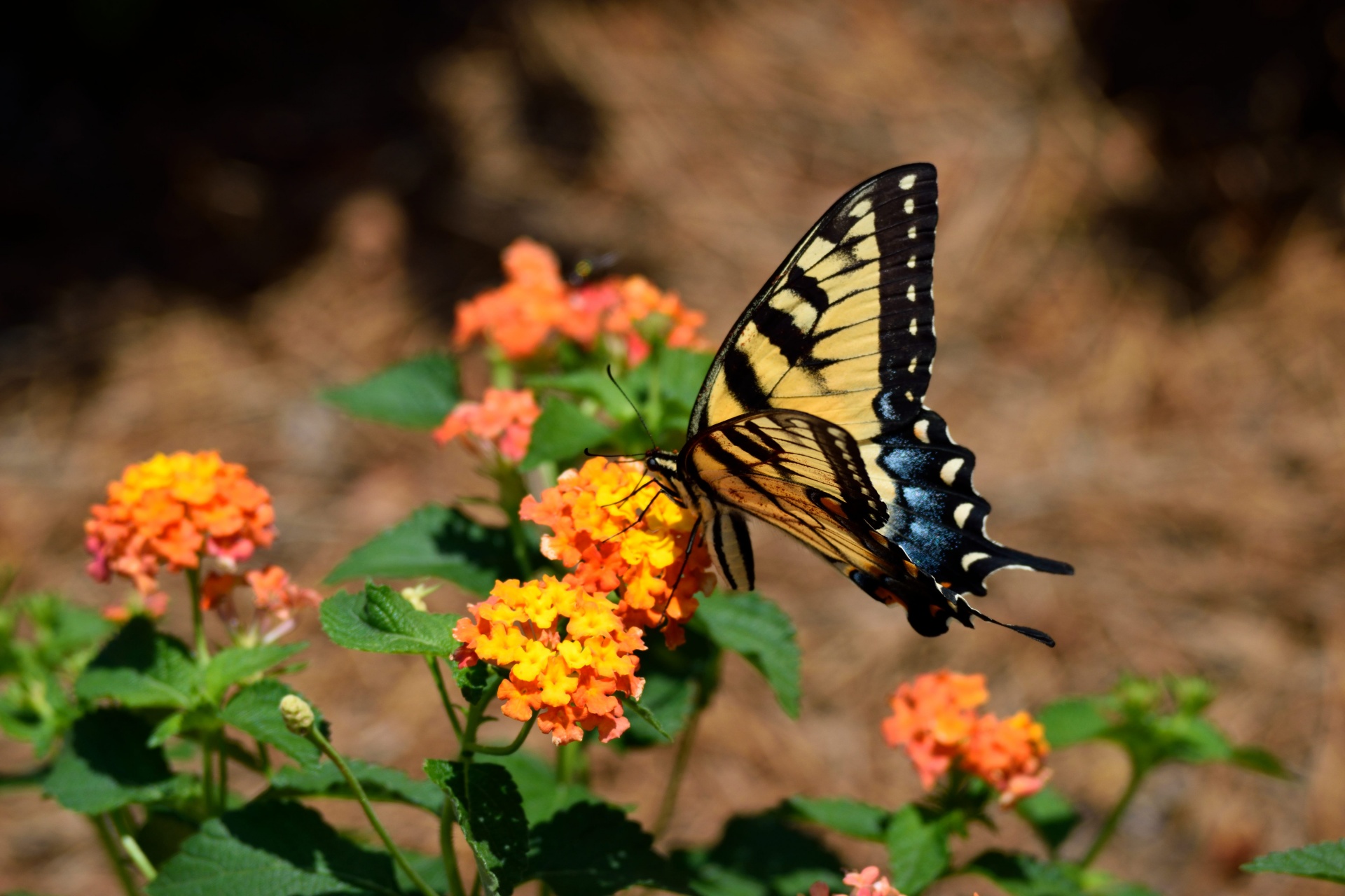 tiger swallowtail butterfly insect free photo