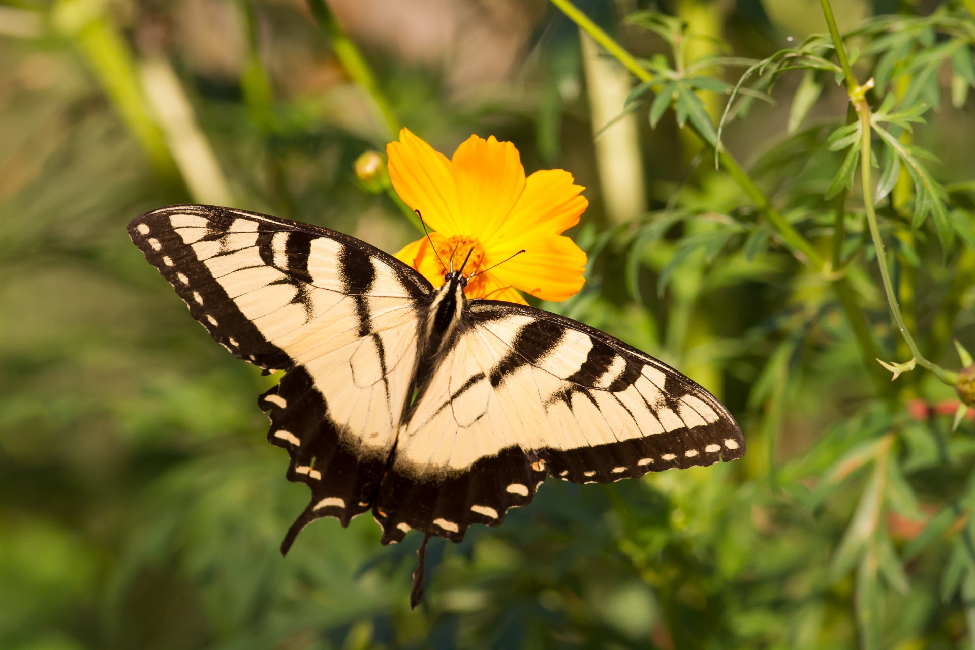 butterfly nature insect free photo