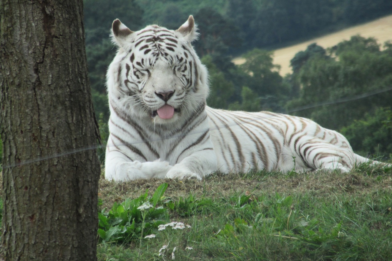 tiger white white tiger tiger free photo