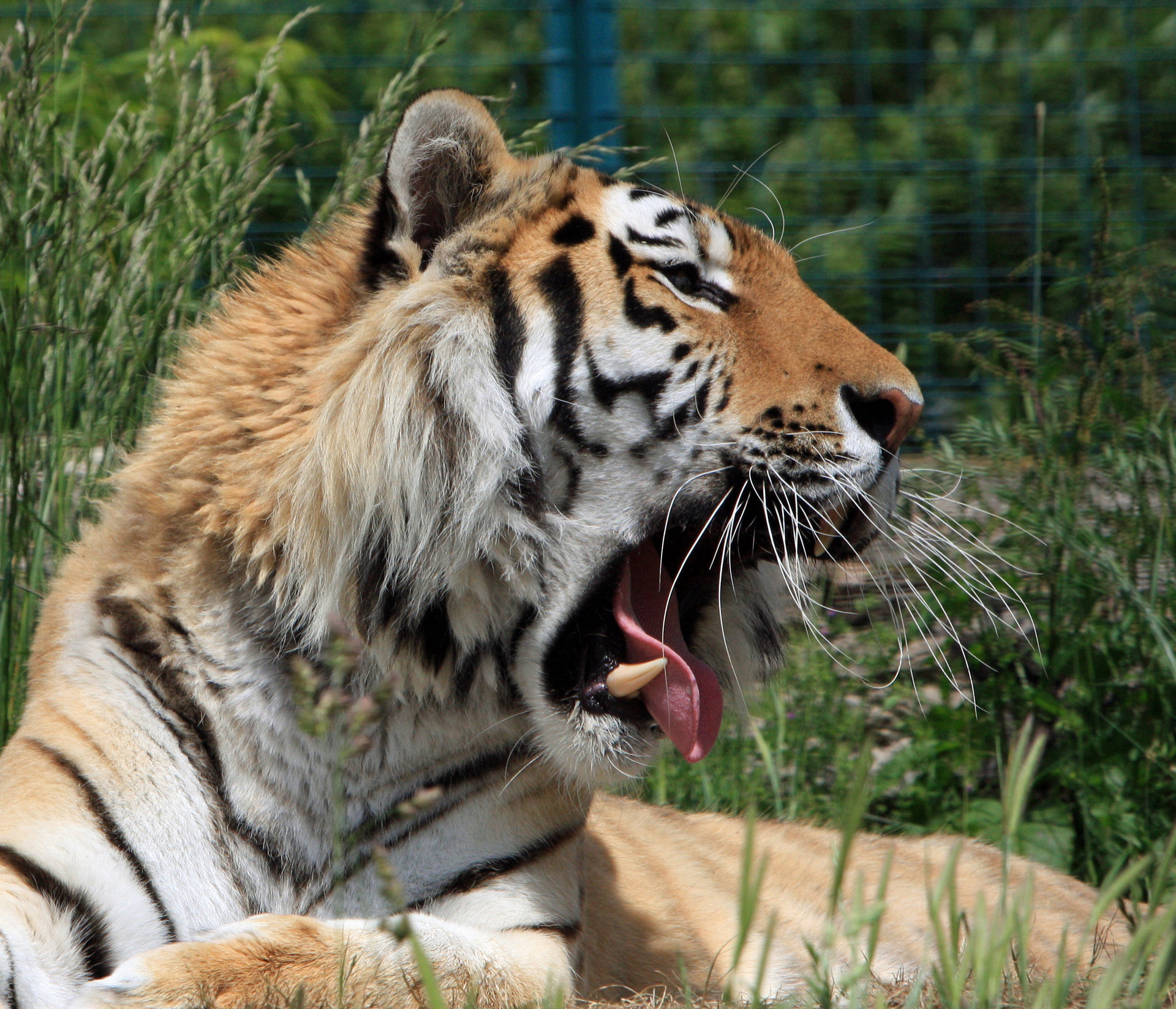tiger close-up yawning free photo