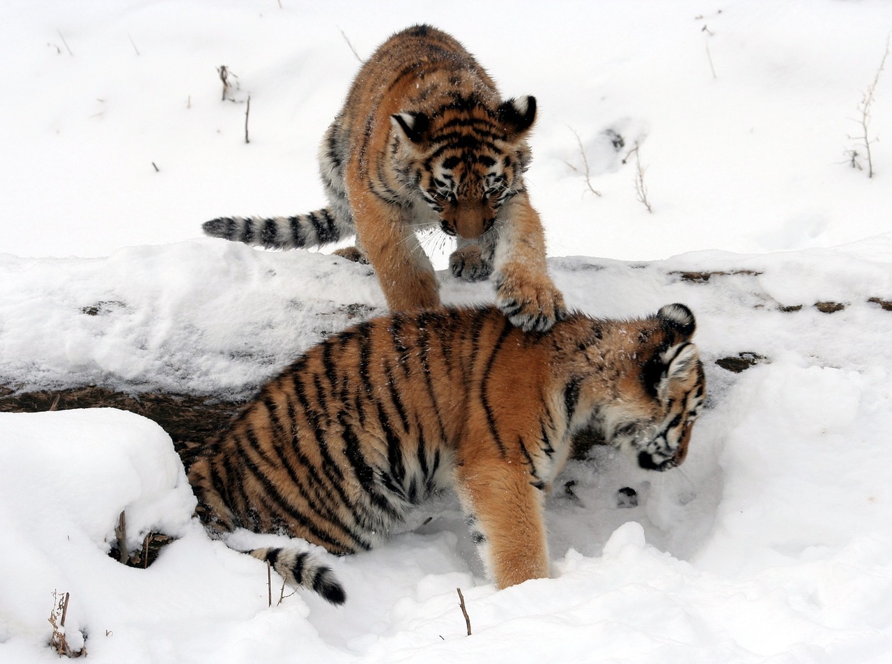 tigers cubs snow free photo