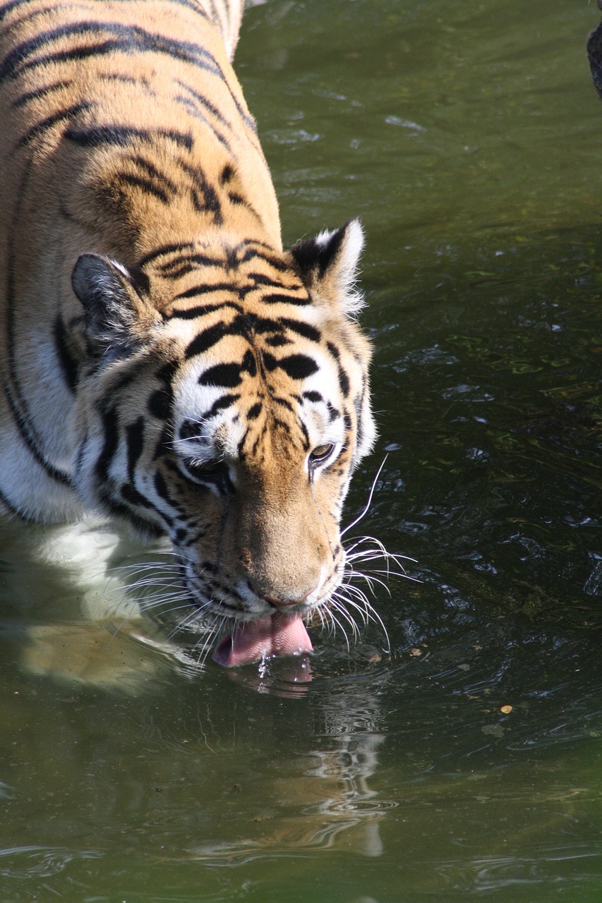 tigers zoo stripes free photo