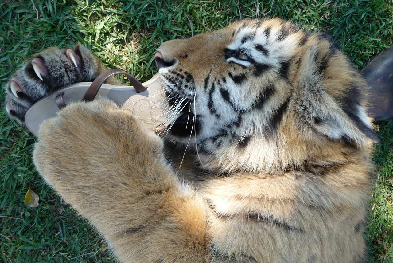 tigers cubs young free photo