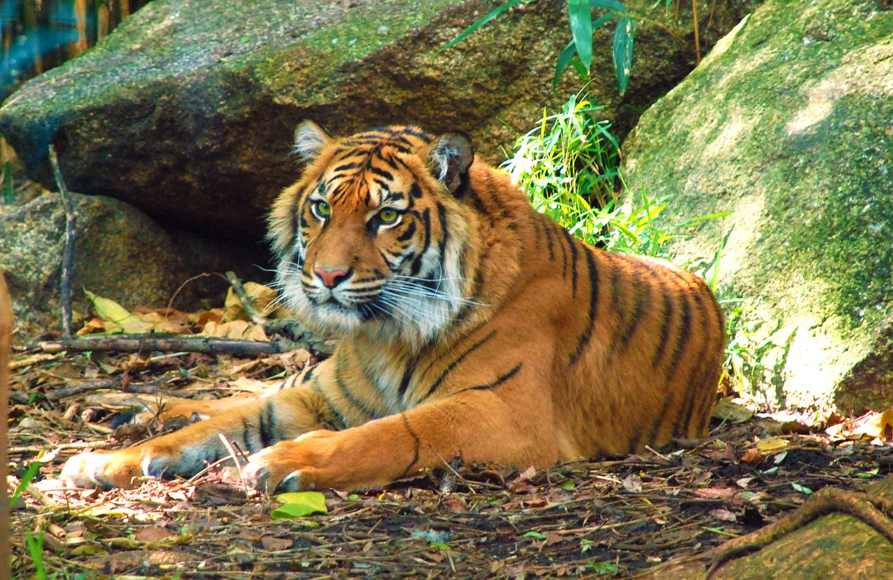tigers animals mammals free photo